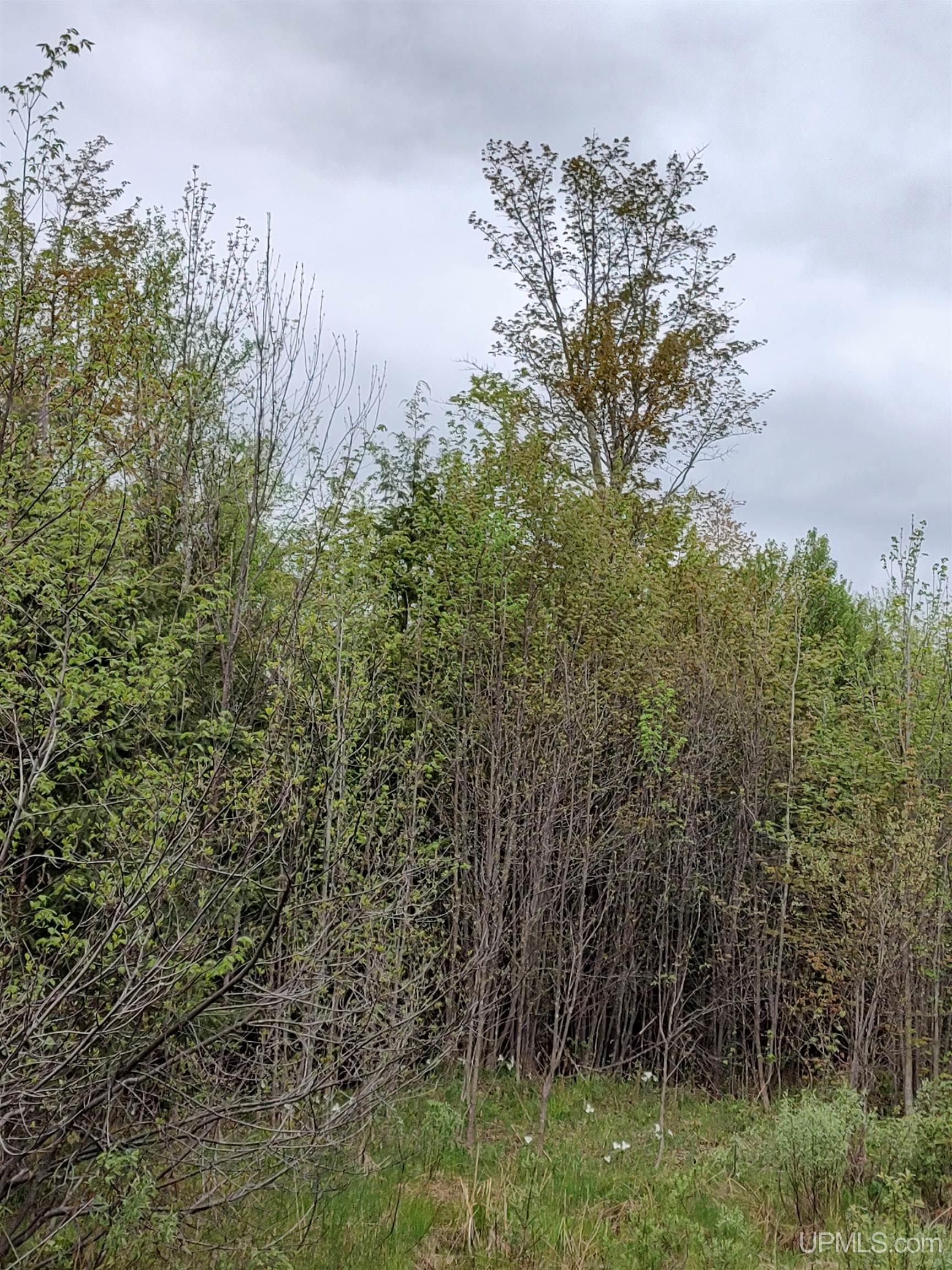 MLS 50142750 Large photo number 11 