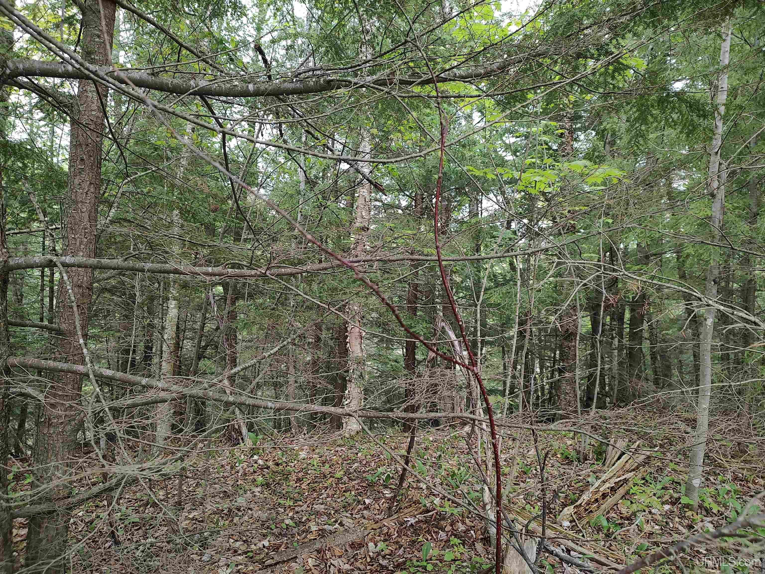 MLS 50142750 Large photo number 12 