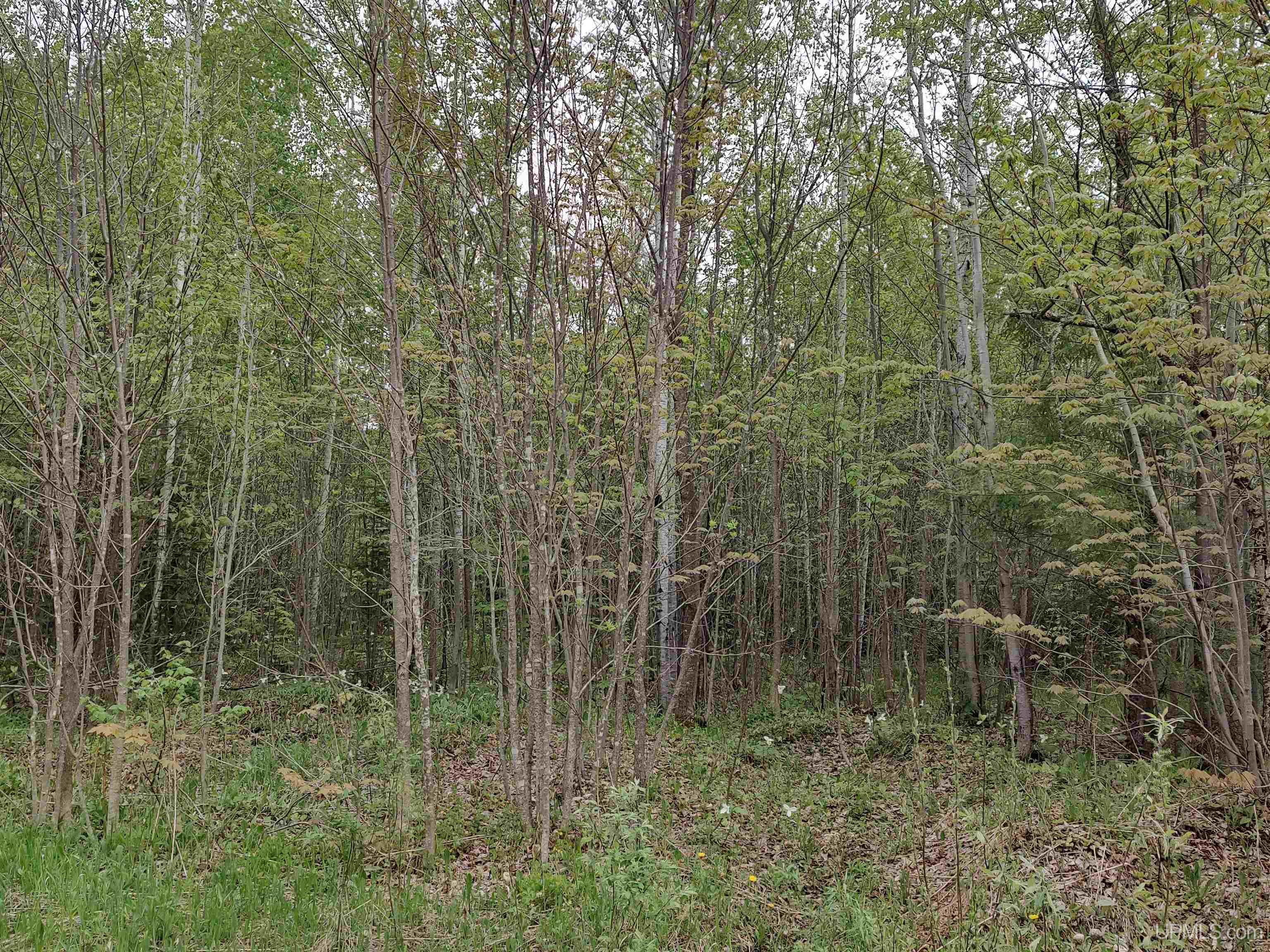 MLS 50142750 Large photo number 16 