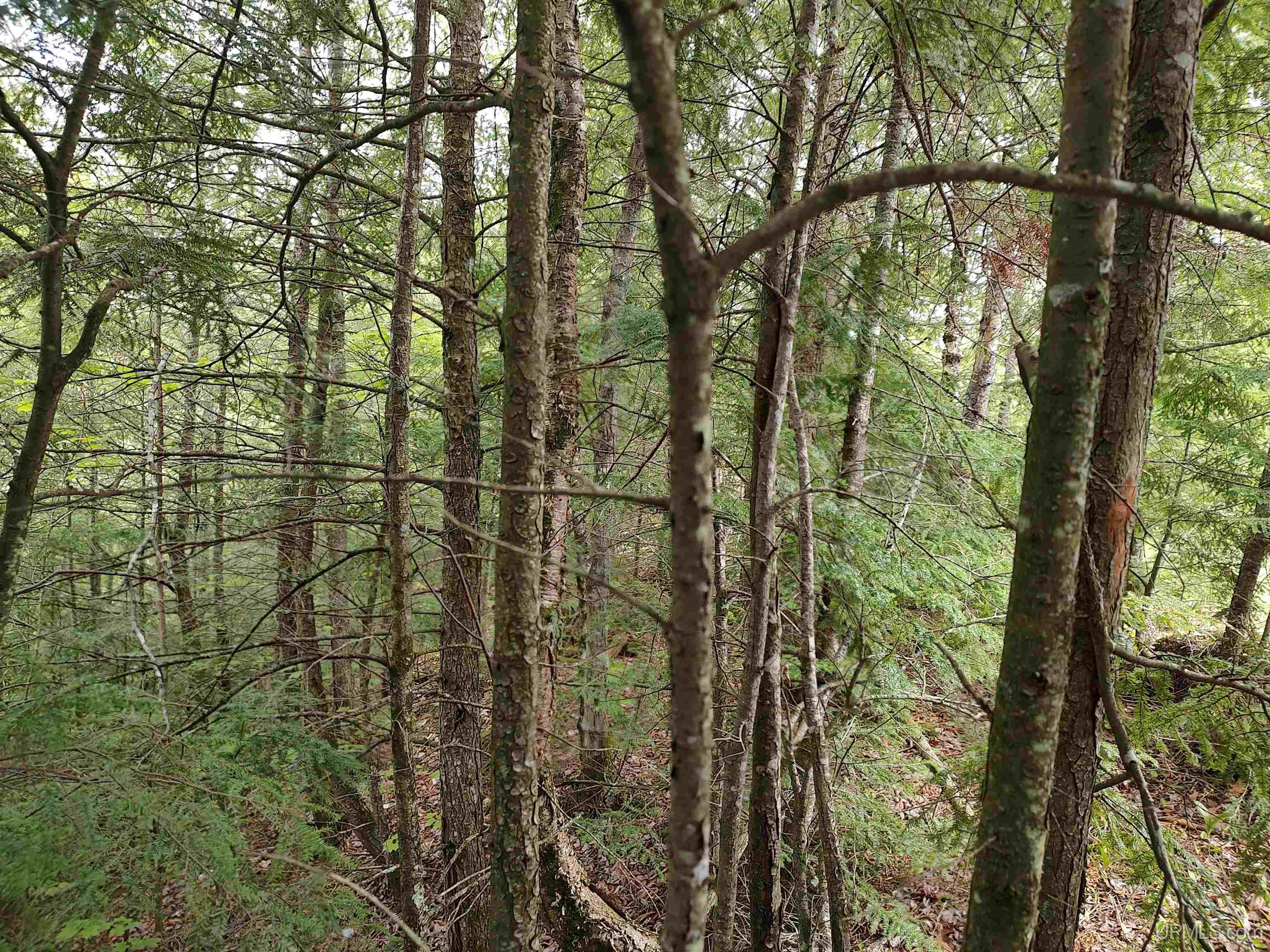 MLS 50142750 Large photo number 20 
