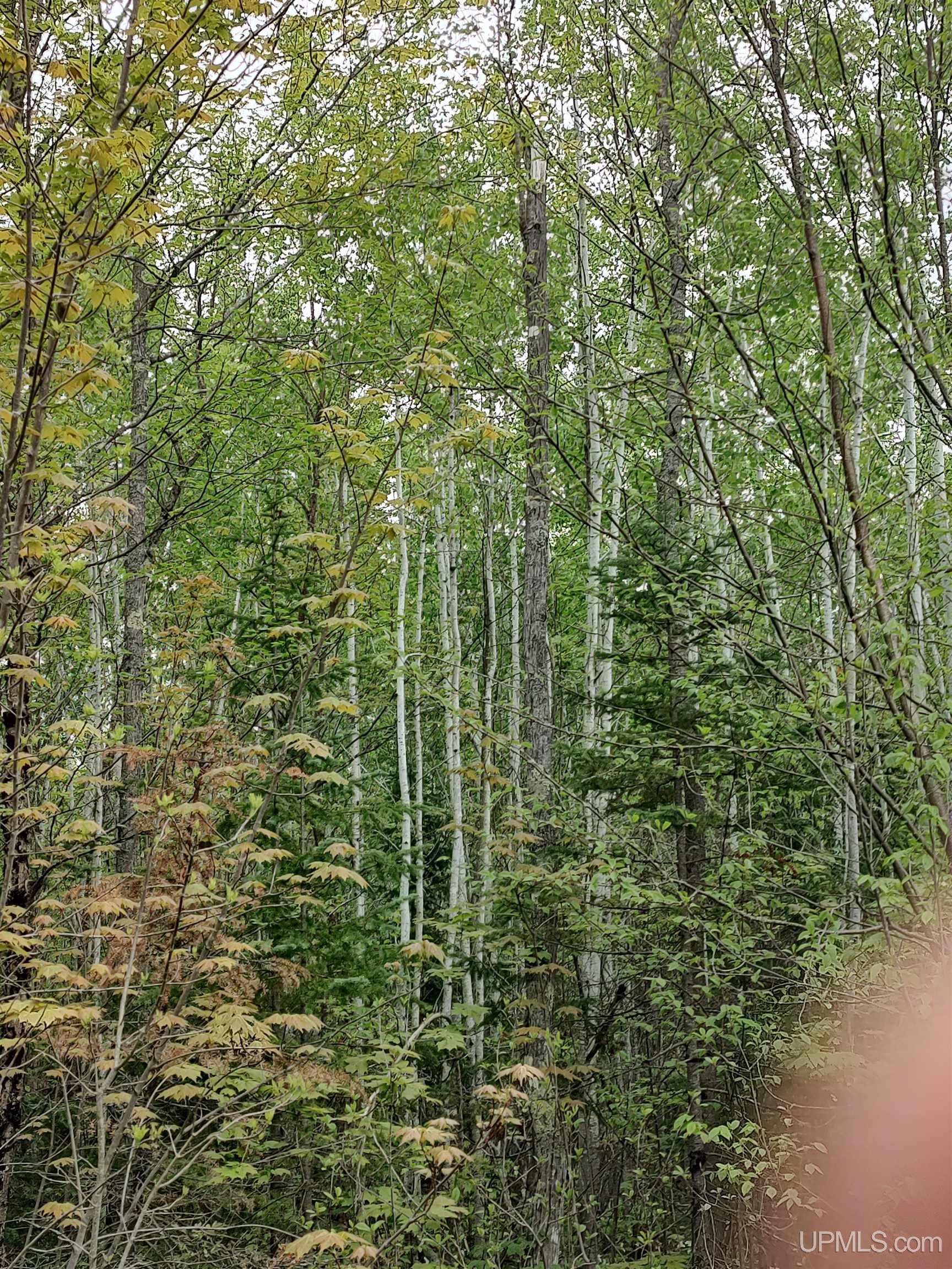 MLS 50142750 Large photo number 21 