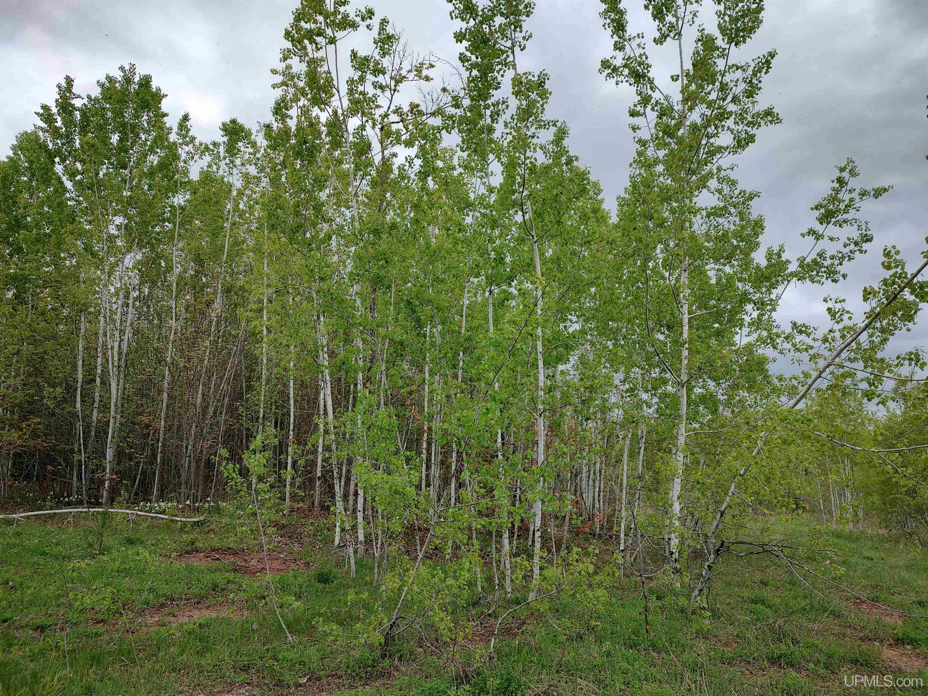 MLS 50142750 Large photo number 23 