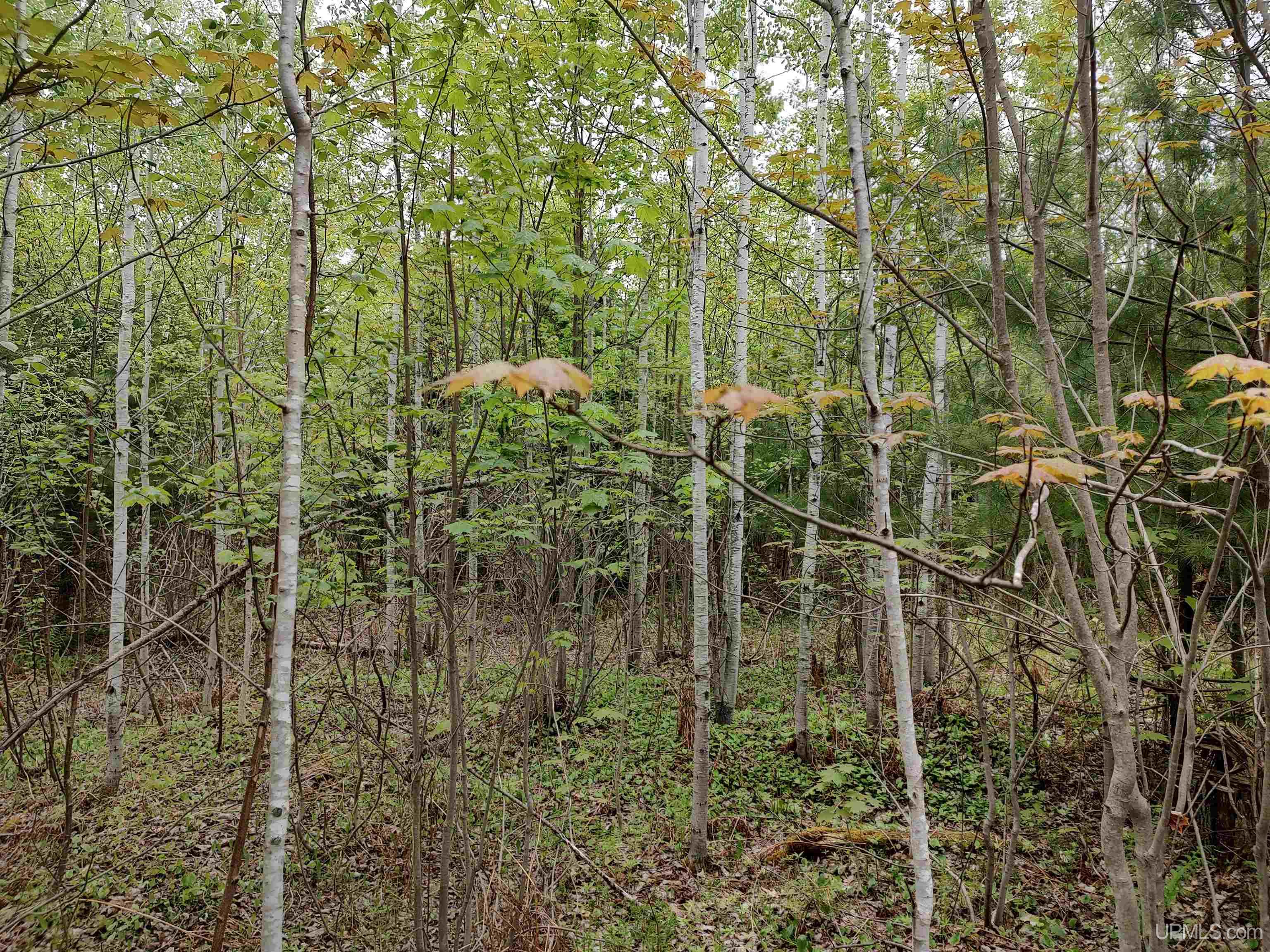 MLS 50142750 Large photo number 24 