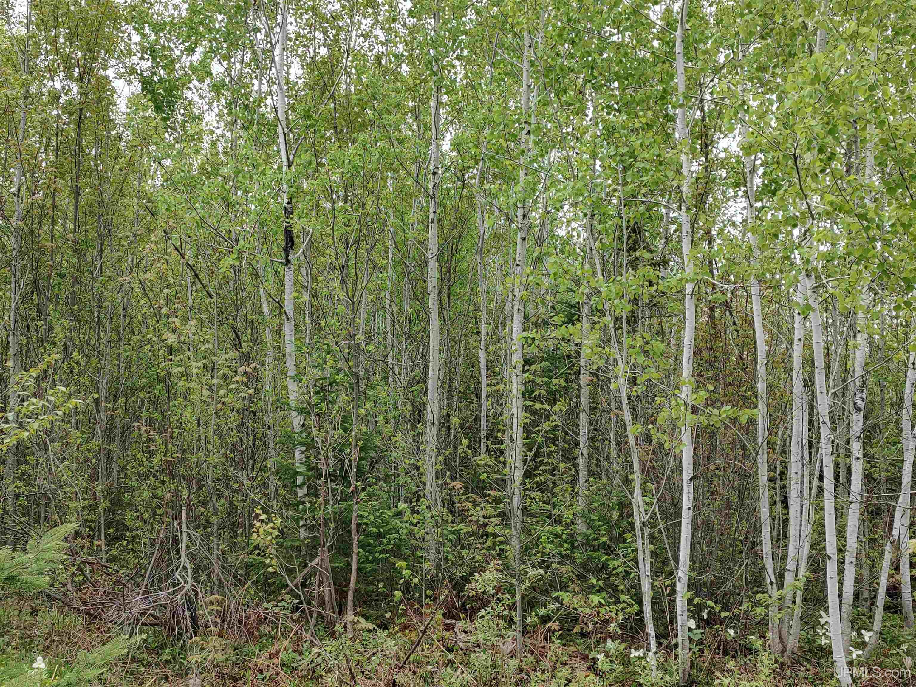 MLS 50142750 Large photo number 4 