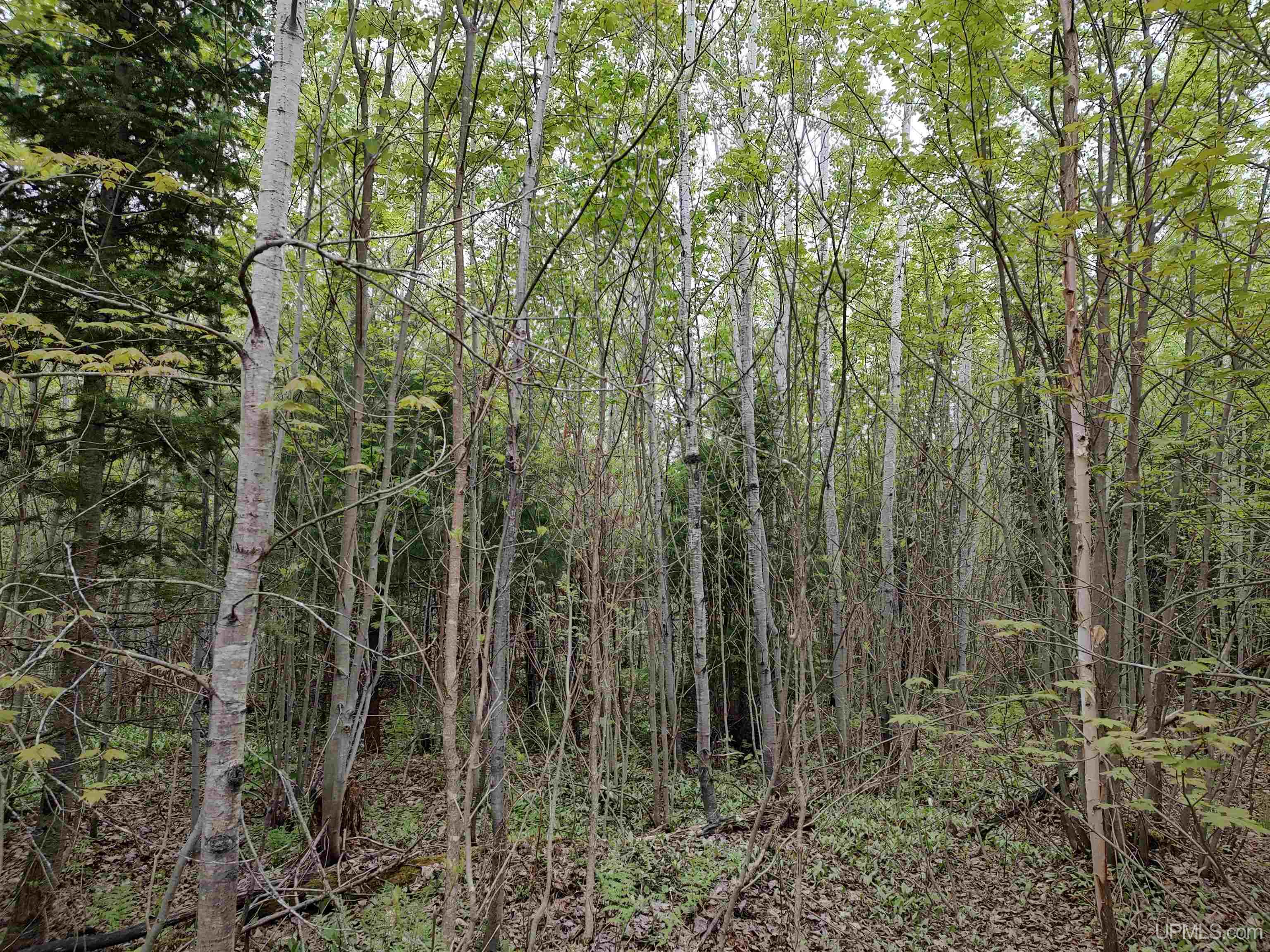 MLS 50142750 Large photo number 5 