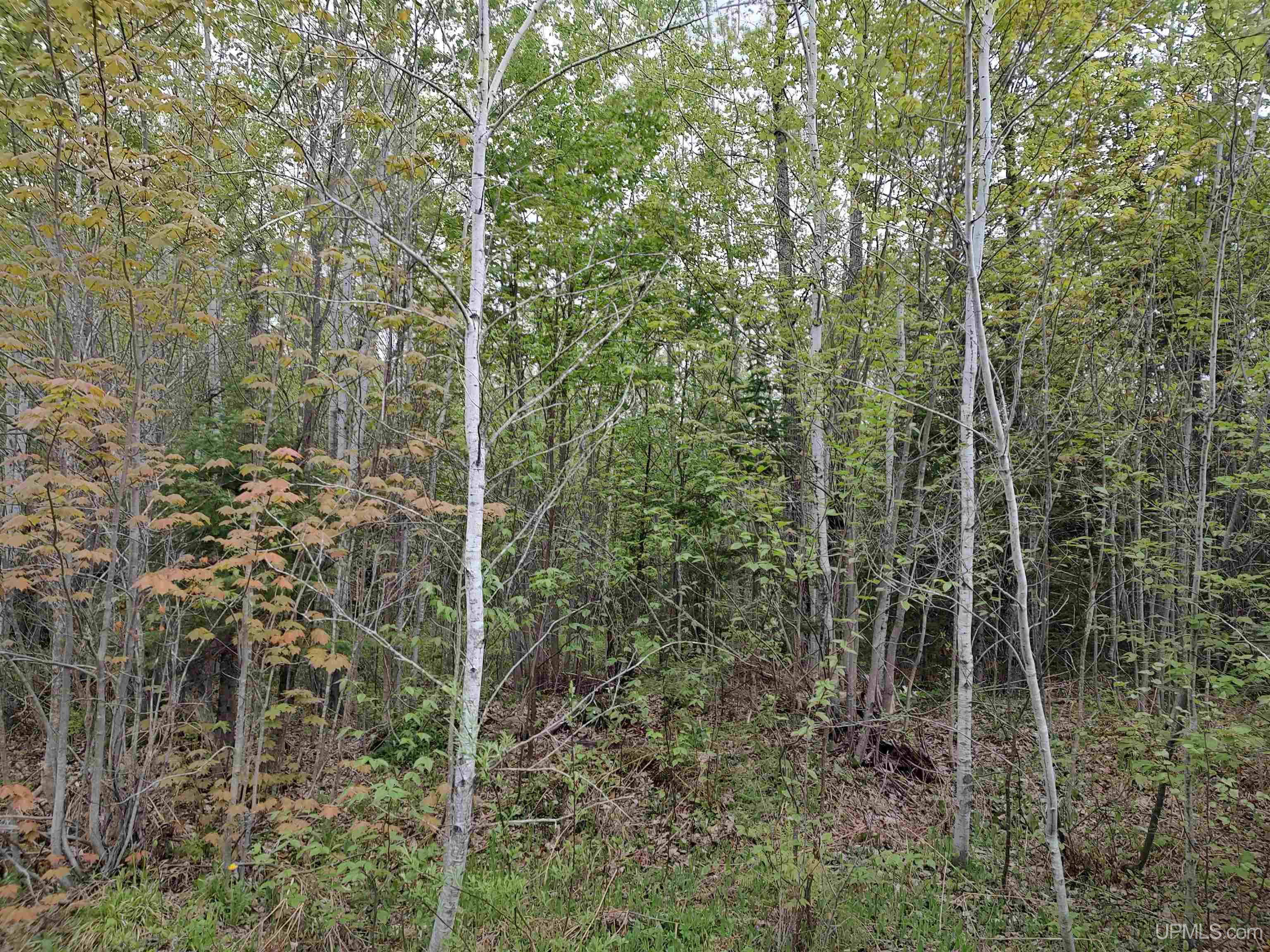 MLS 50142750 Large photo number 10 