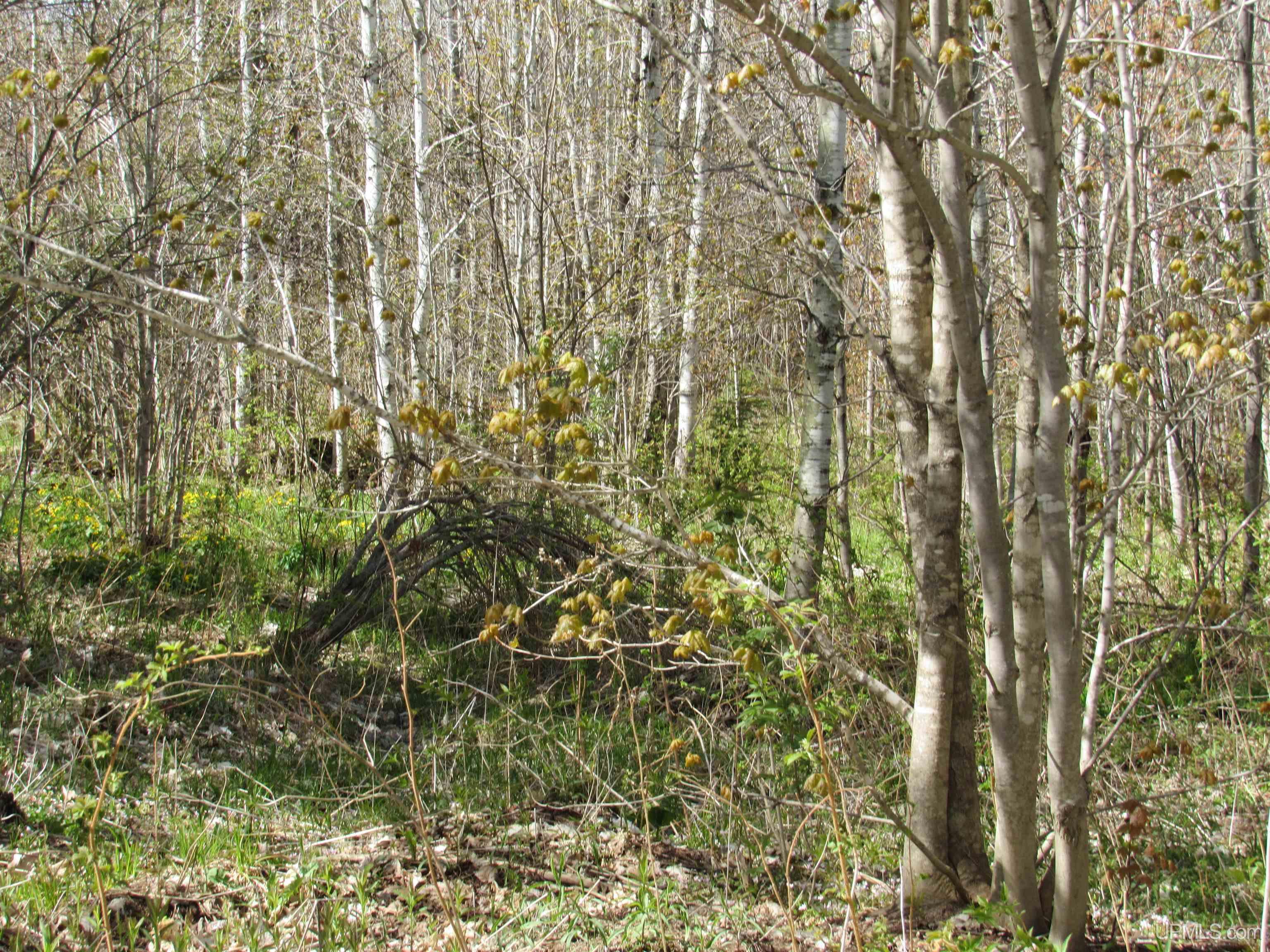 MLS 50142898 Large photo number 21 