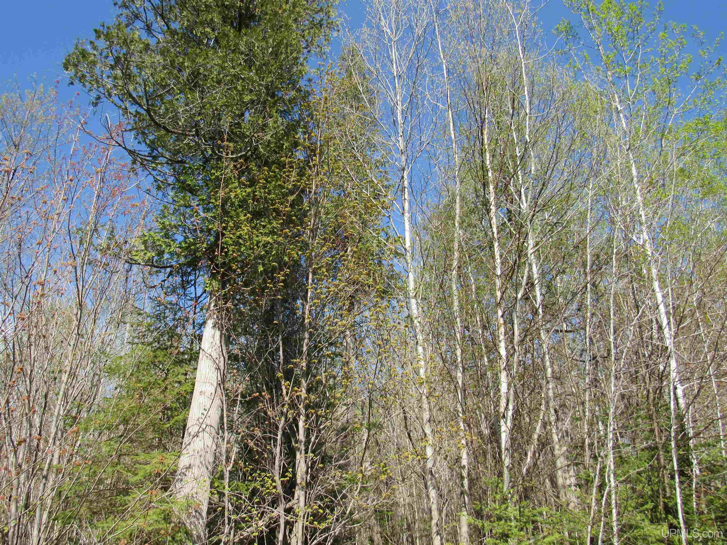 MLS 50142898 Large photo number 23 