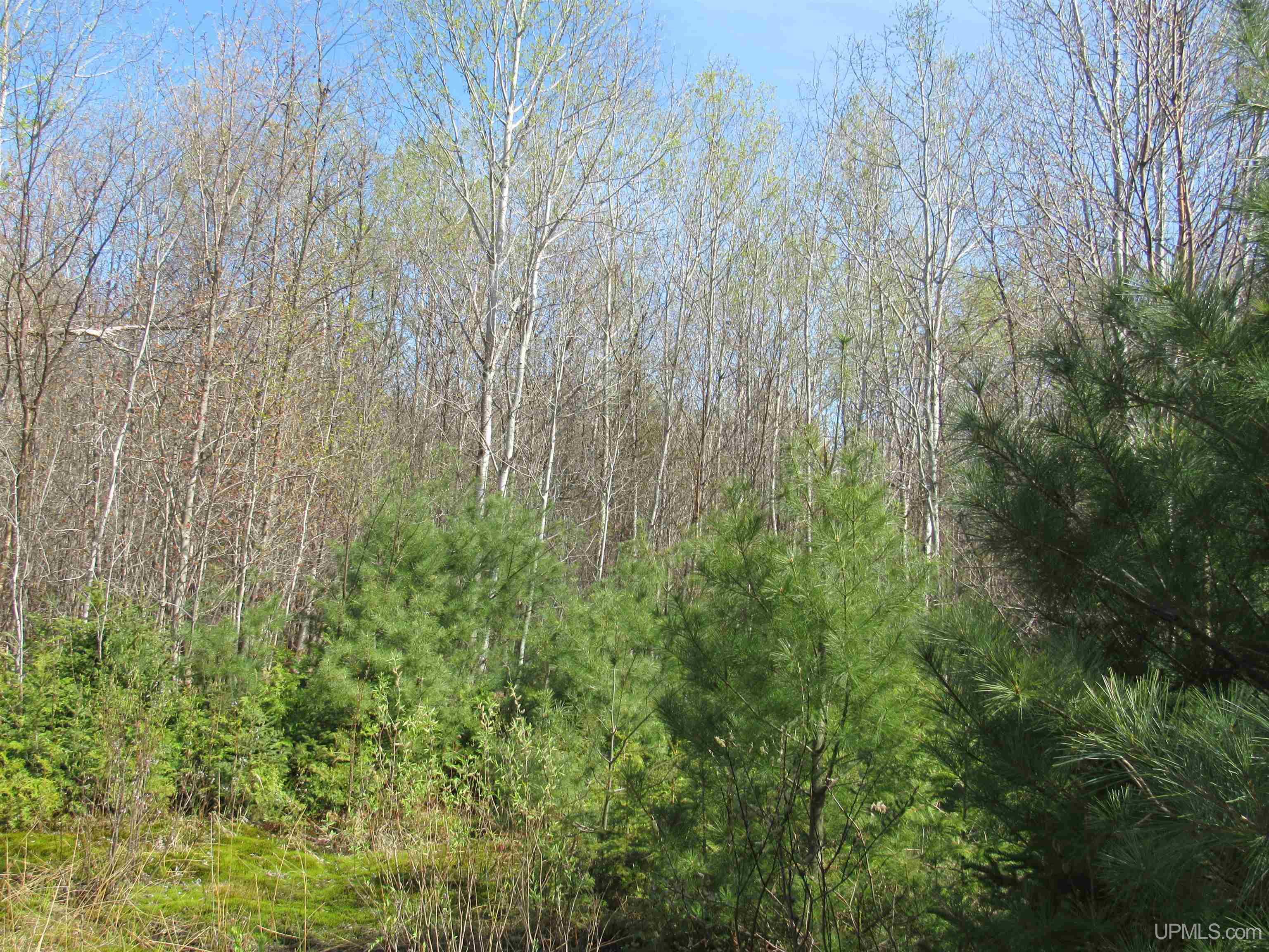 MLS 50142898 Large photo number 32 