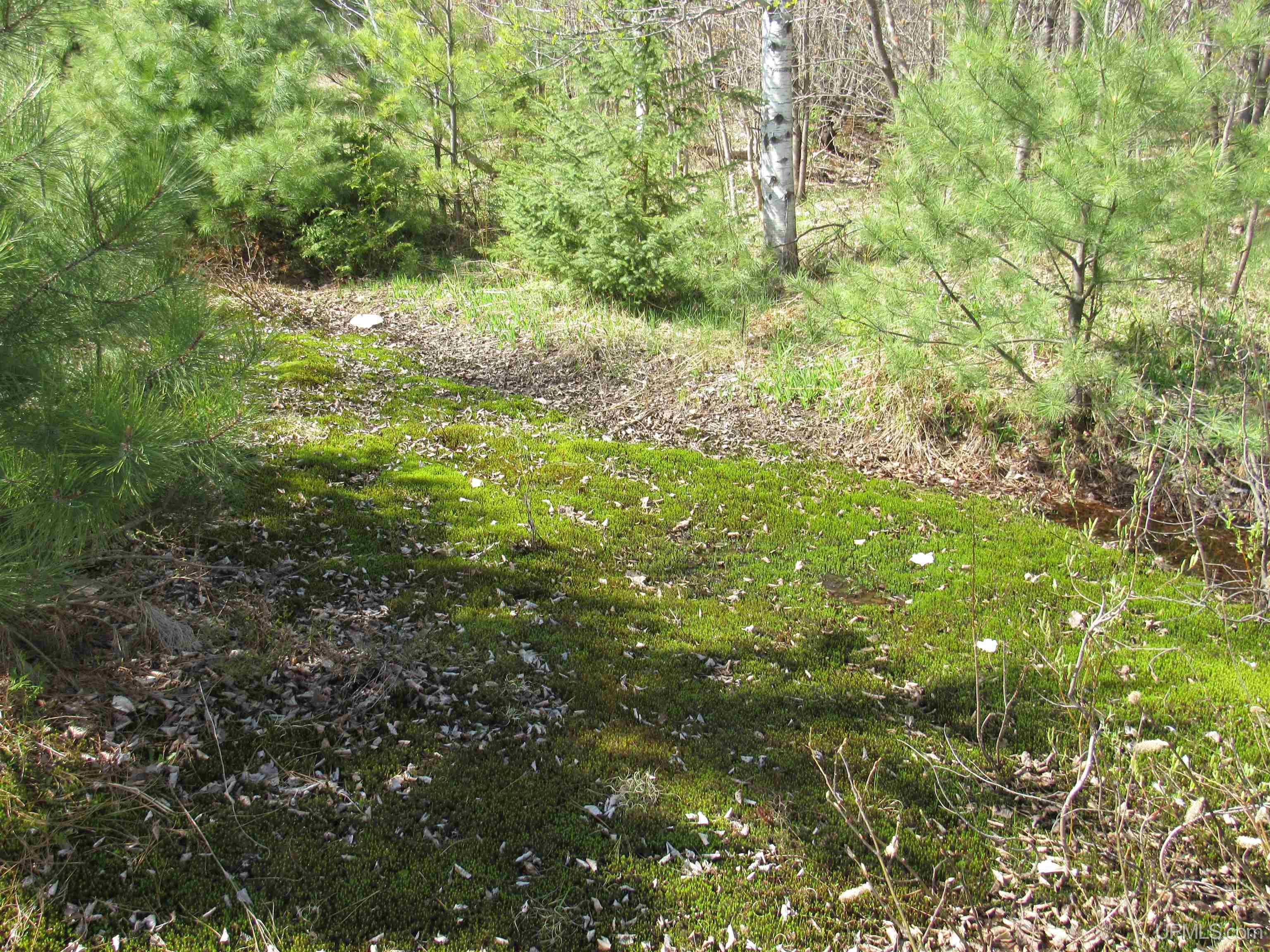 MLS 50142898 Large photo number 33 