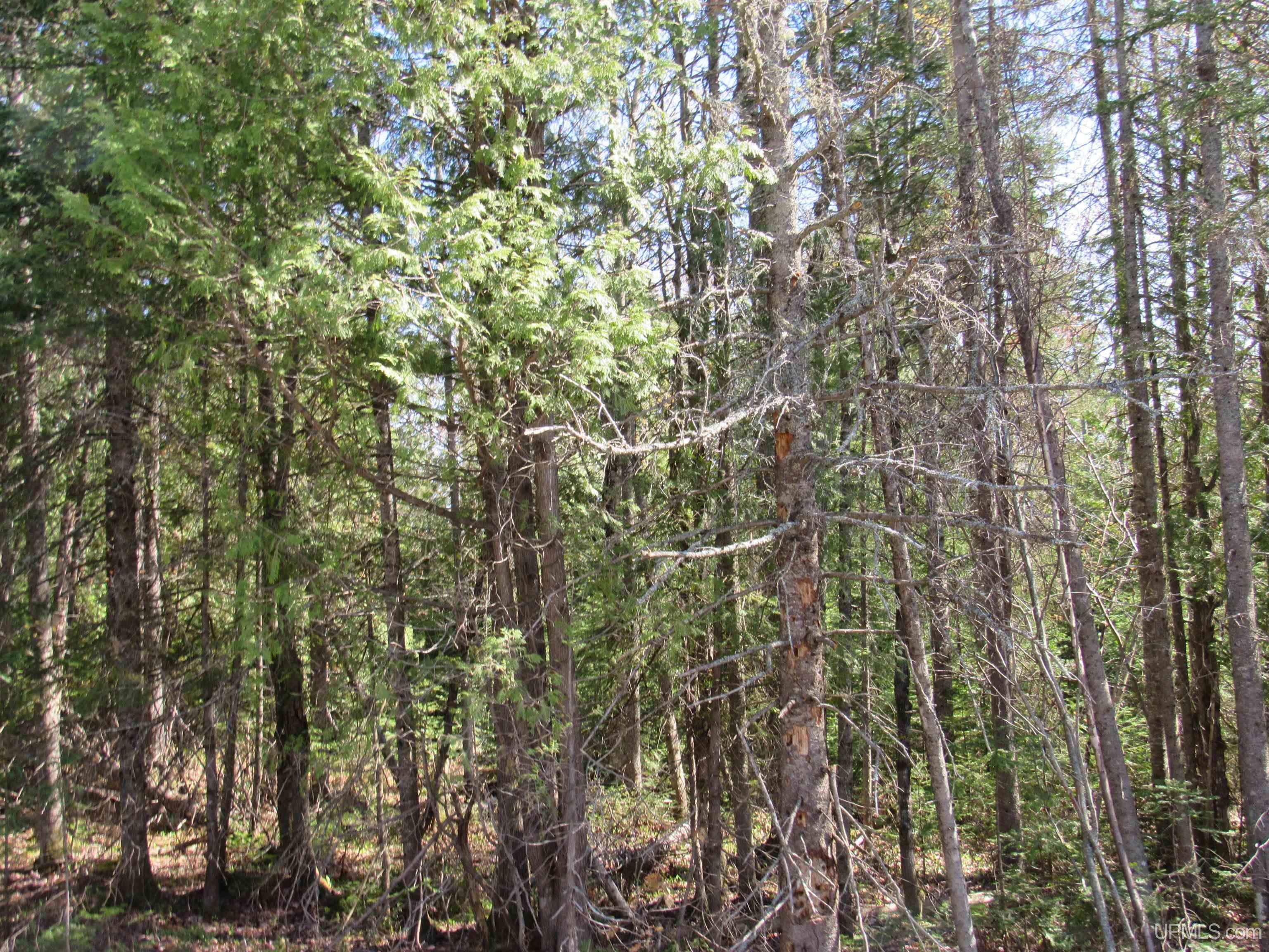 MLS 50142898 Large photo number 9 