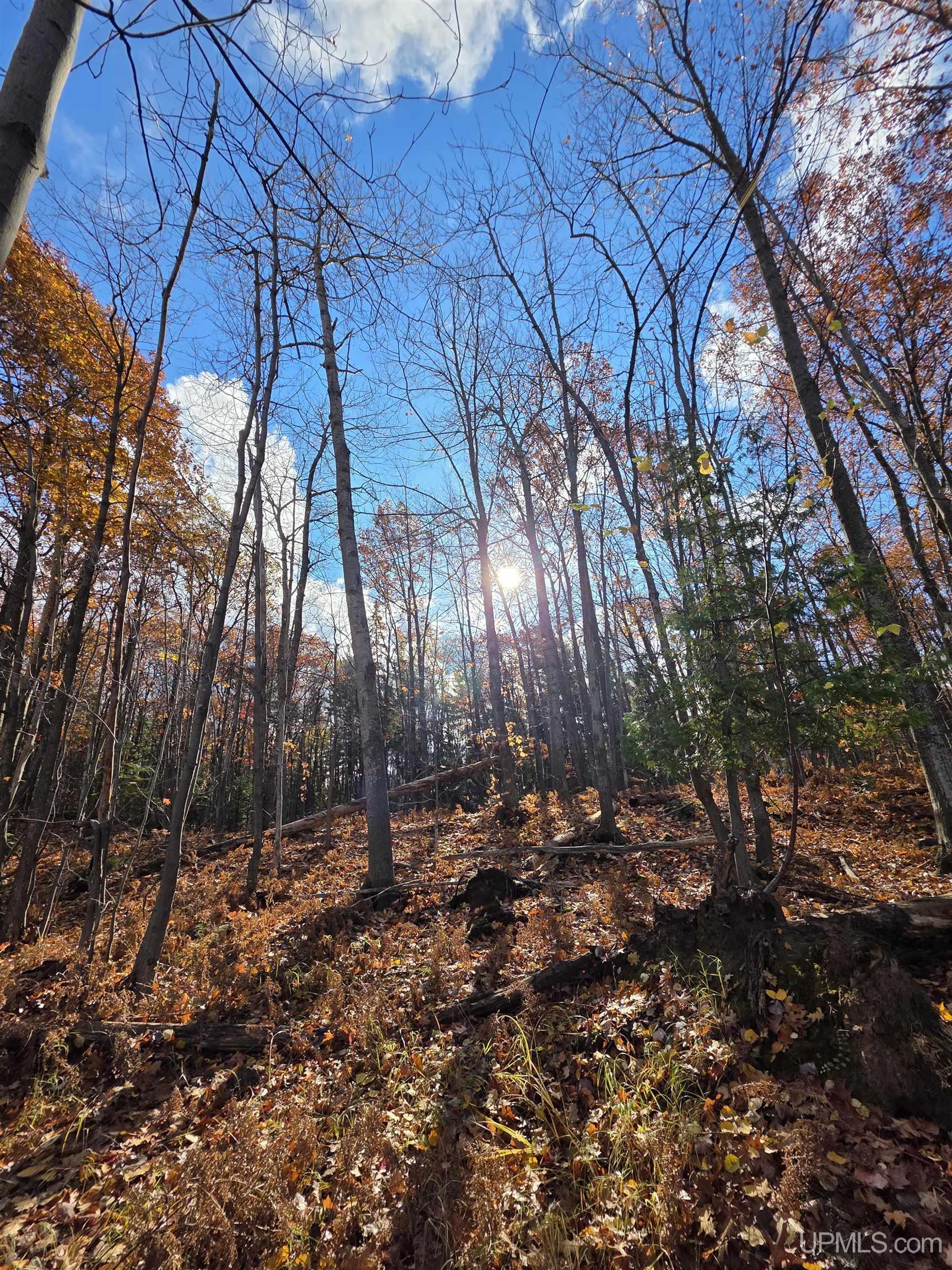 MLS 50145258 Large photo number 7 