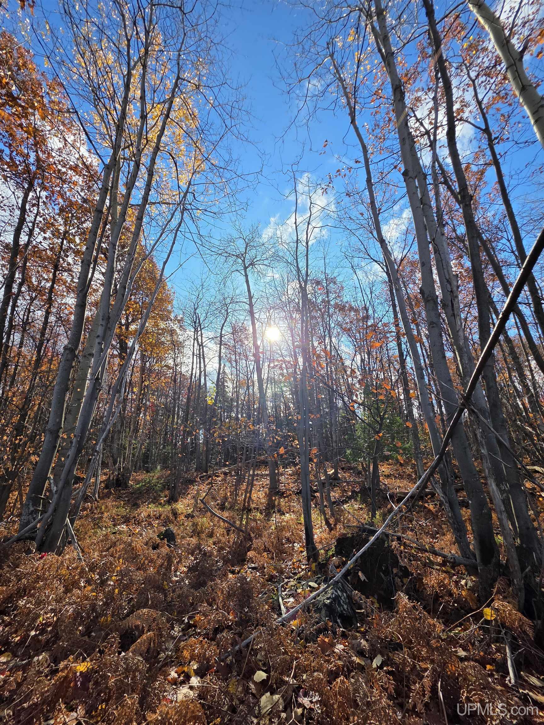 MLS 50145258 Large photo number 8 
