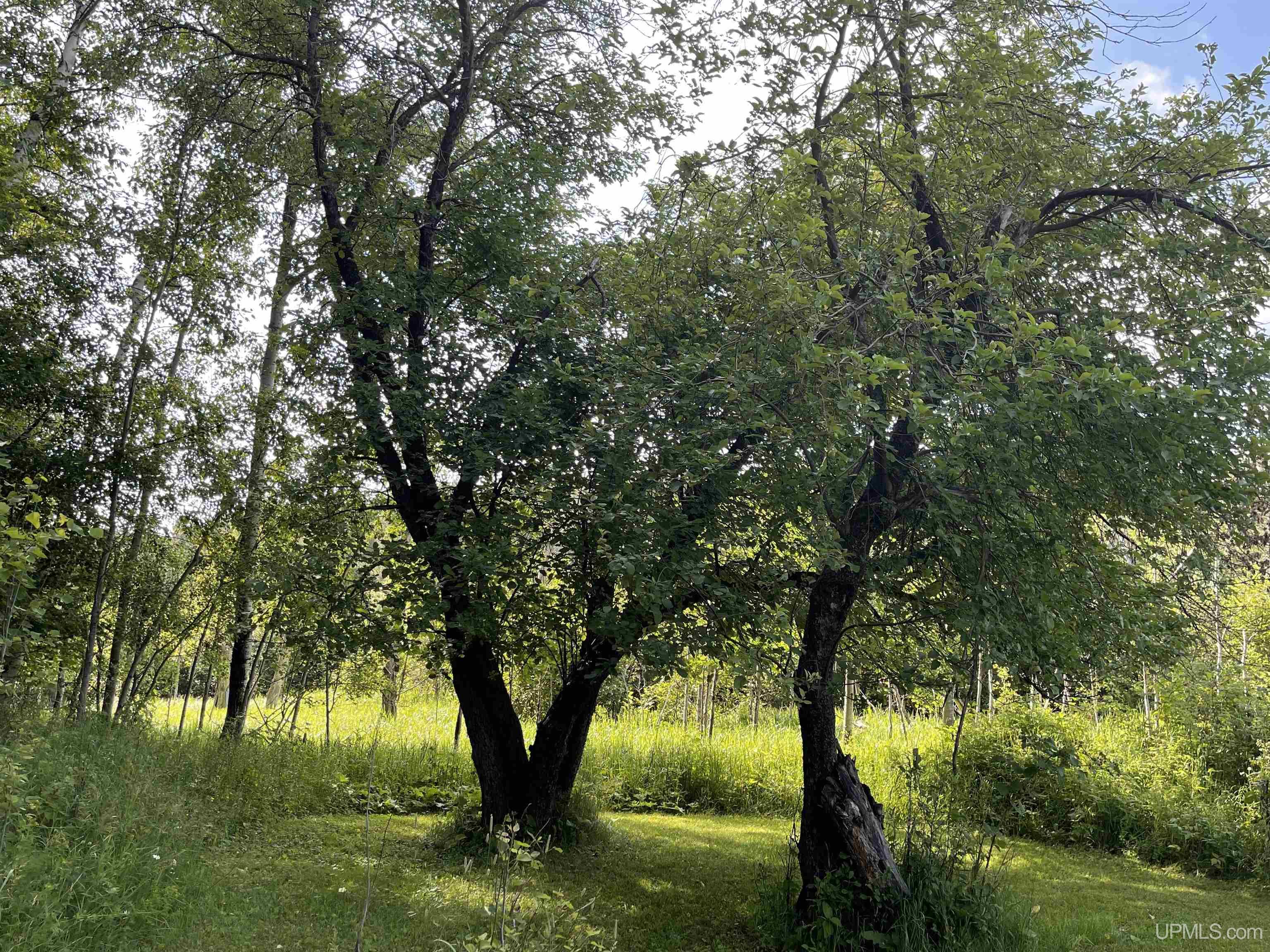 MLS 50149137 Large photo number 2 