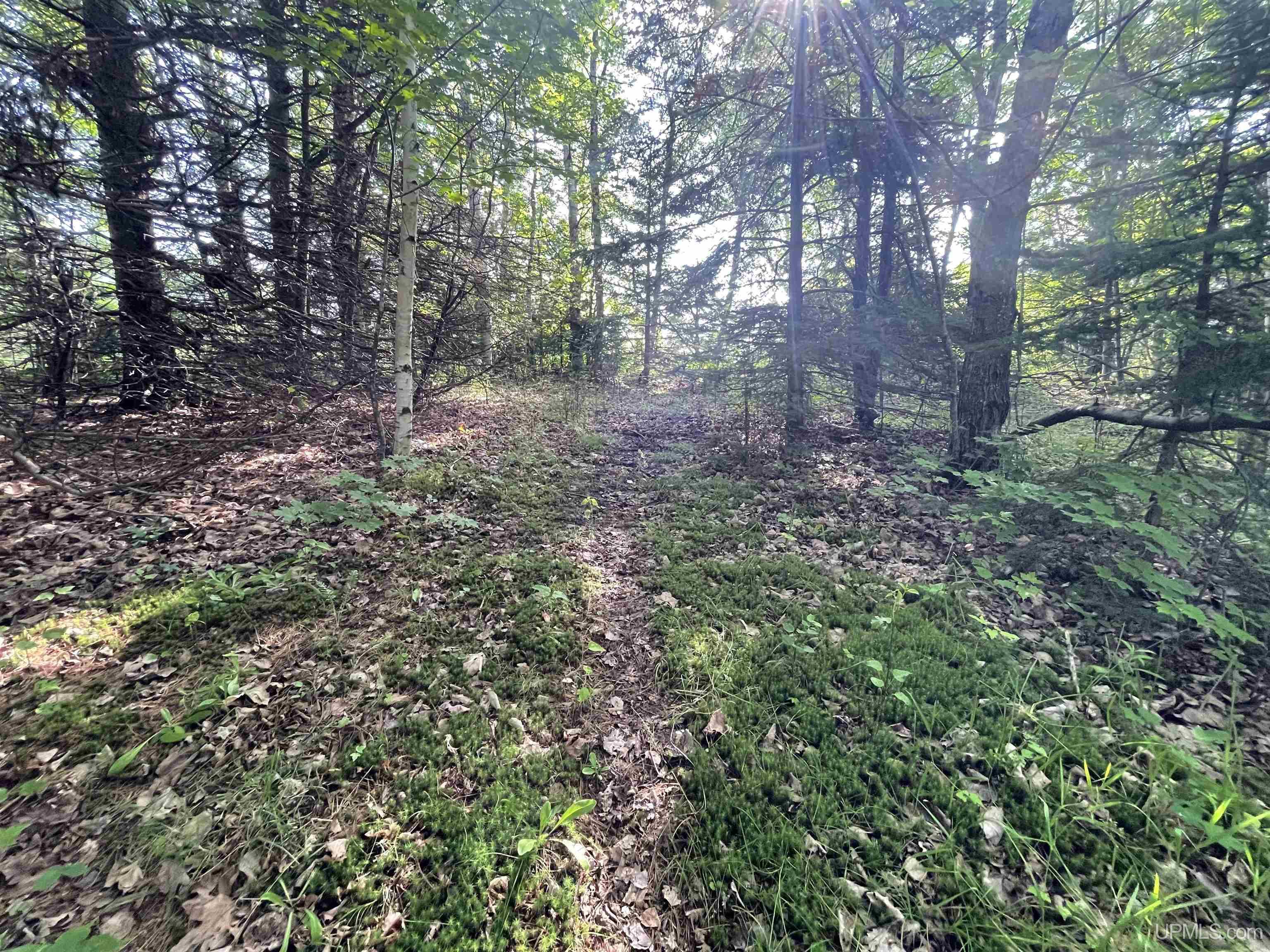 MLS 50149137 Large photo number 7 