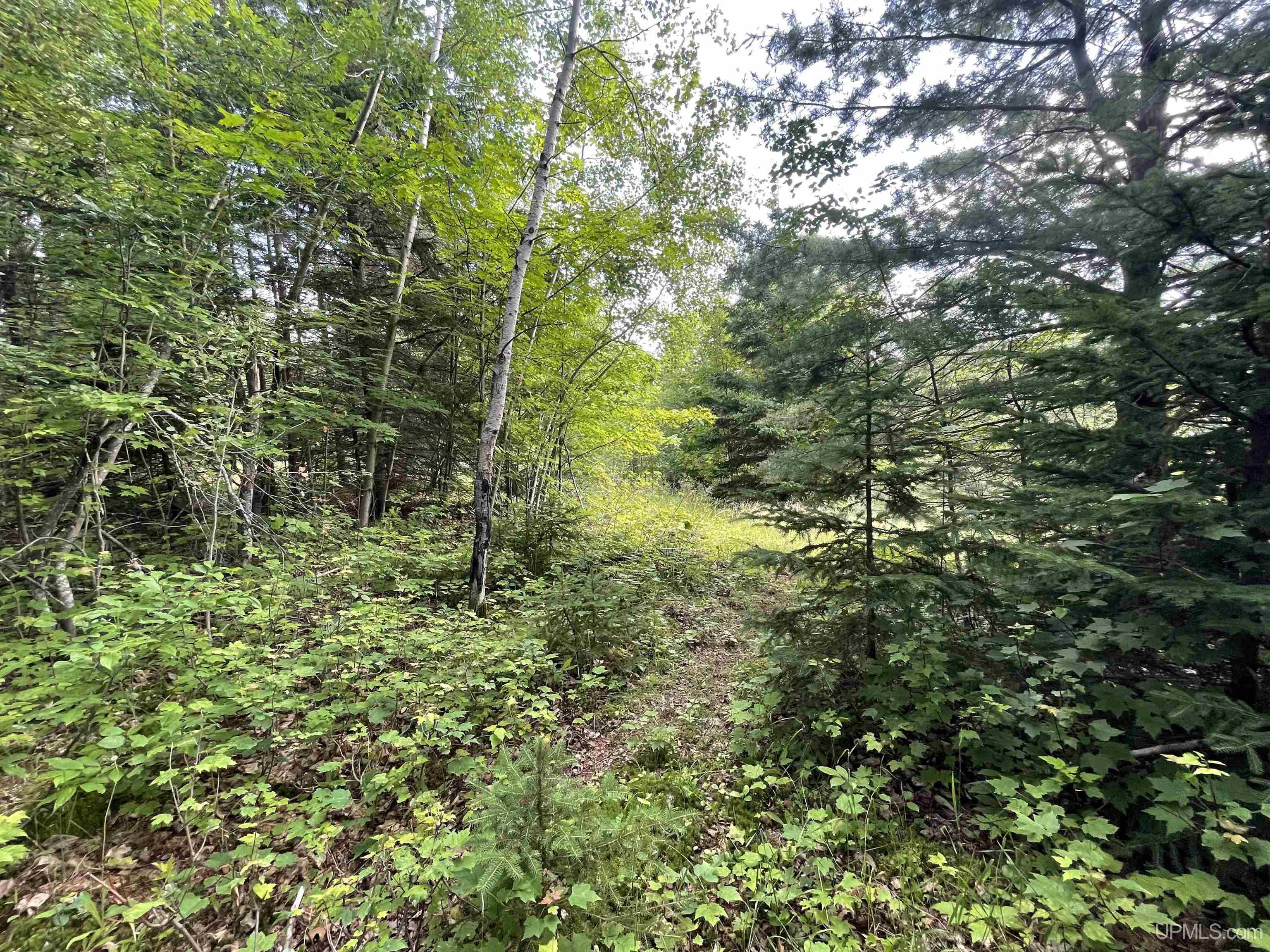 MLS 50149137 Large photo number 9 