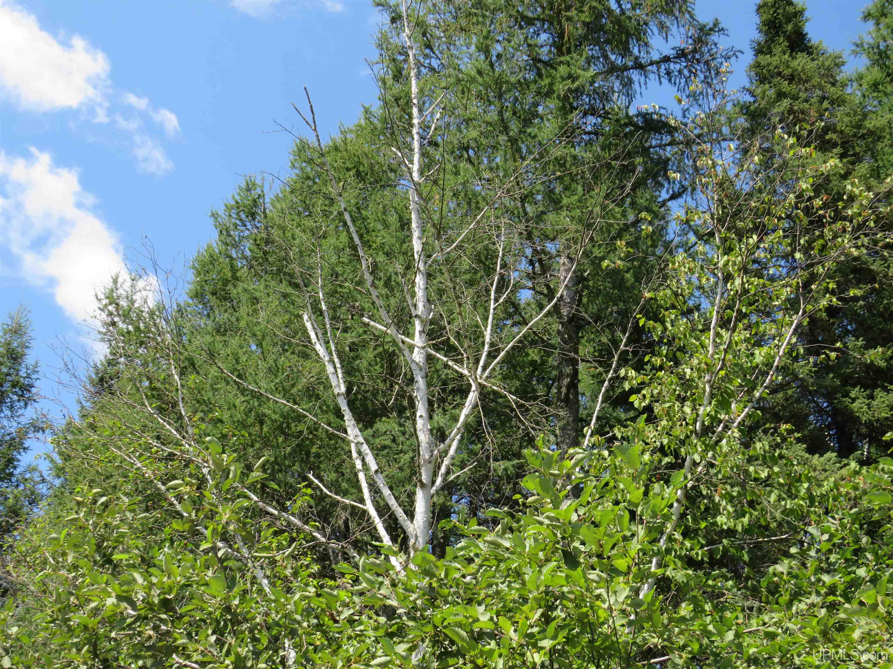 MLS 50151265 Large photo number 67 
