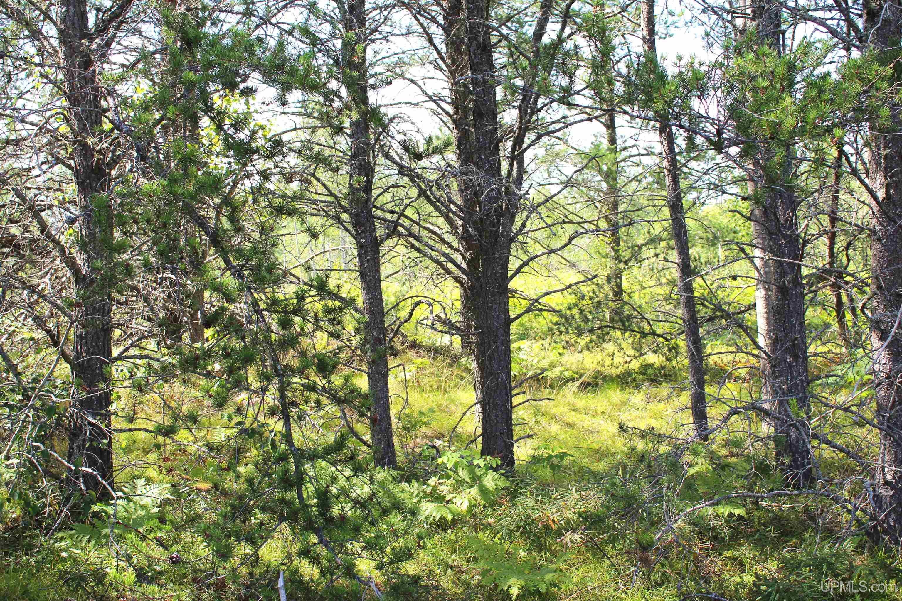 MLS 50153186 Large photo number 19 