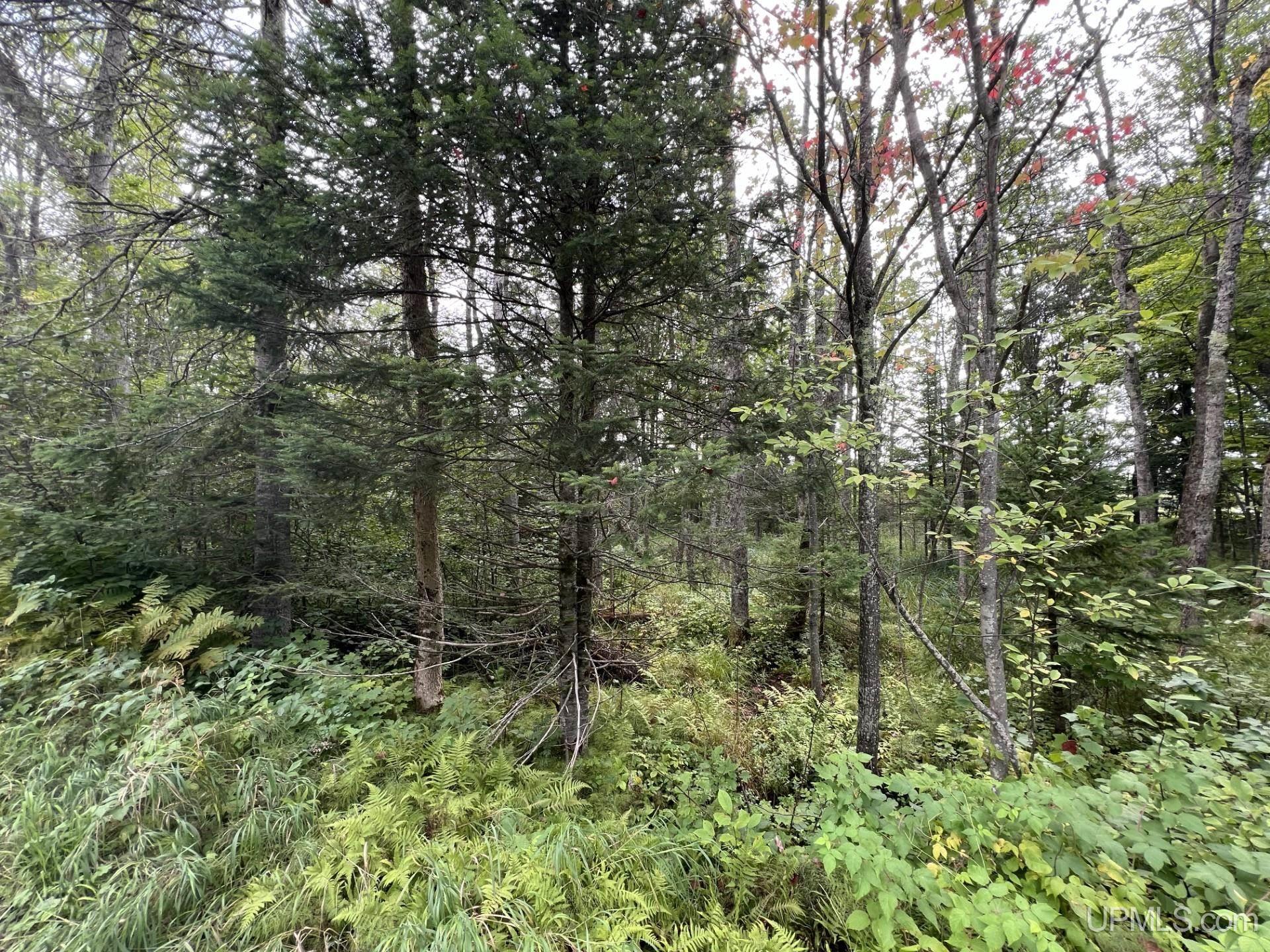 MLS 50153233 Large photo number 2 