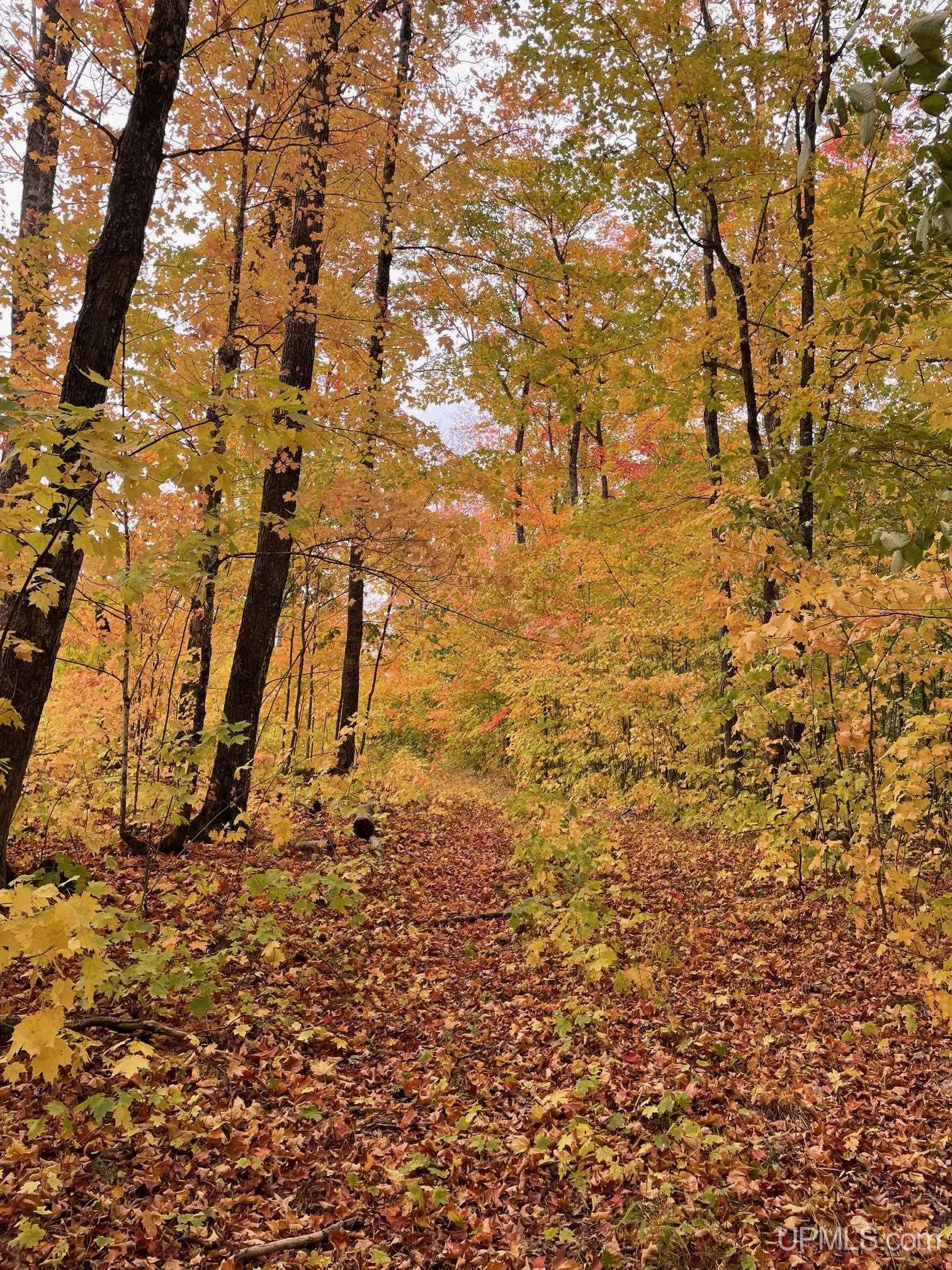 MLS 50154652 Large photo number 4 
