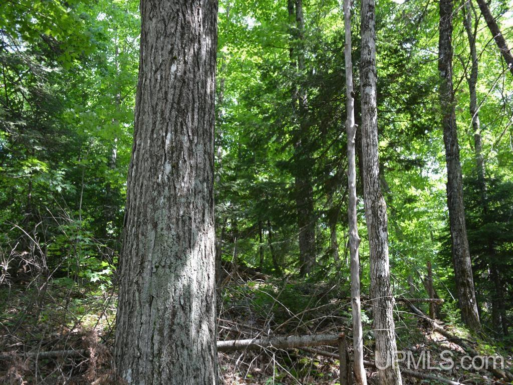 MLS 50155071 Large photo number 14 