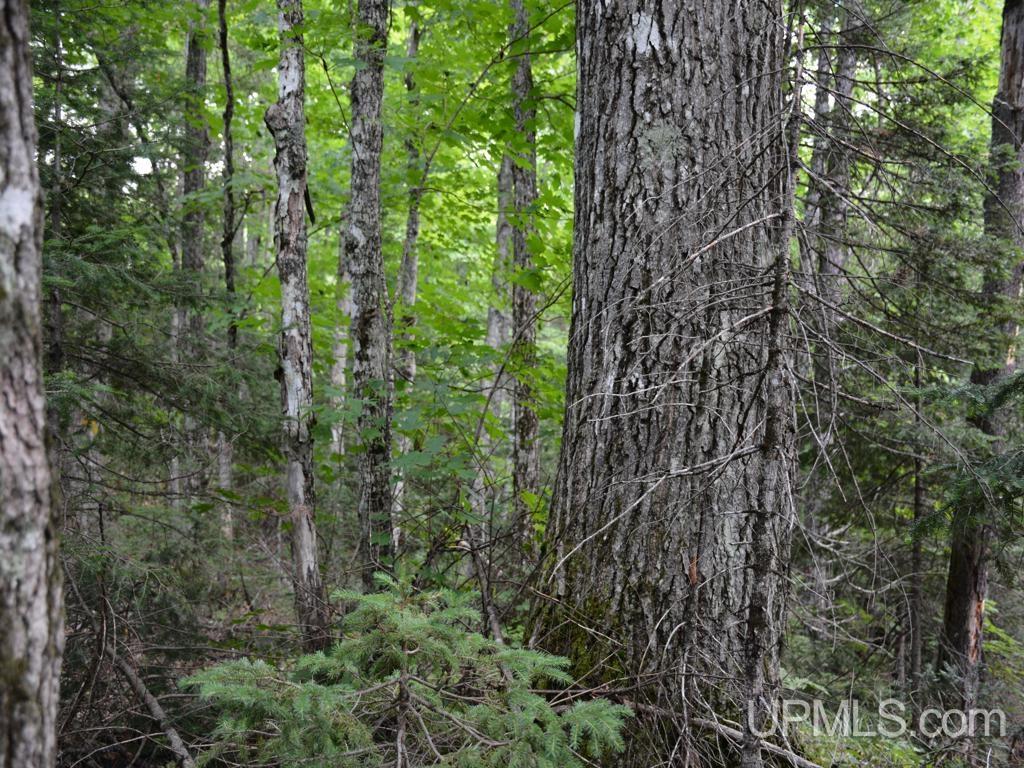 MLS 50155071 Large photo number 18 