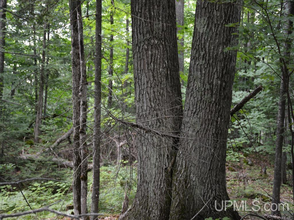 MLS 50155071 Large photo number 19 