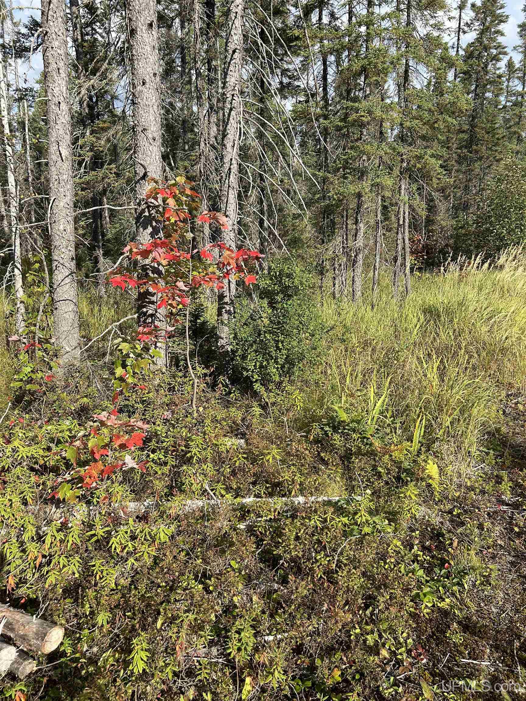MLS 50155537 Large photo number 15 