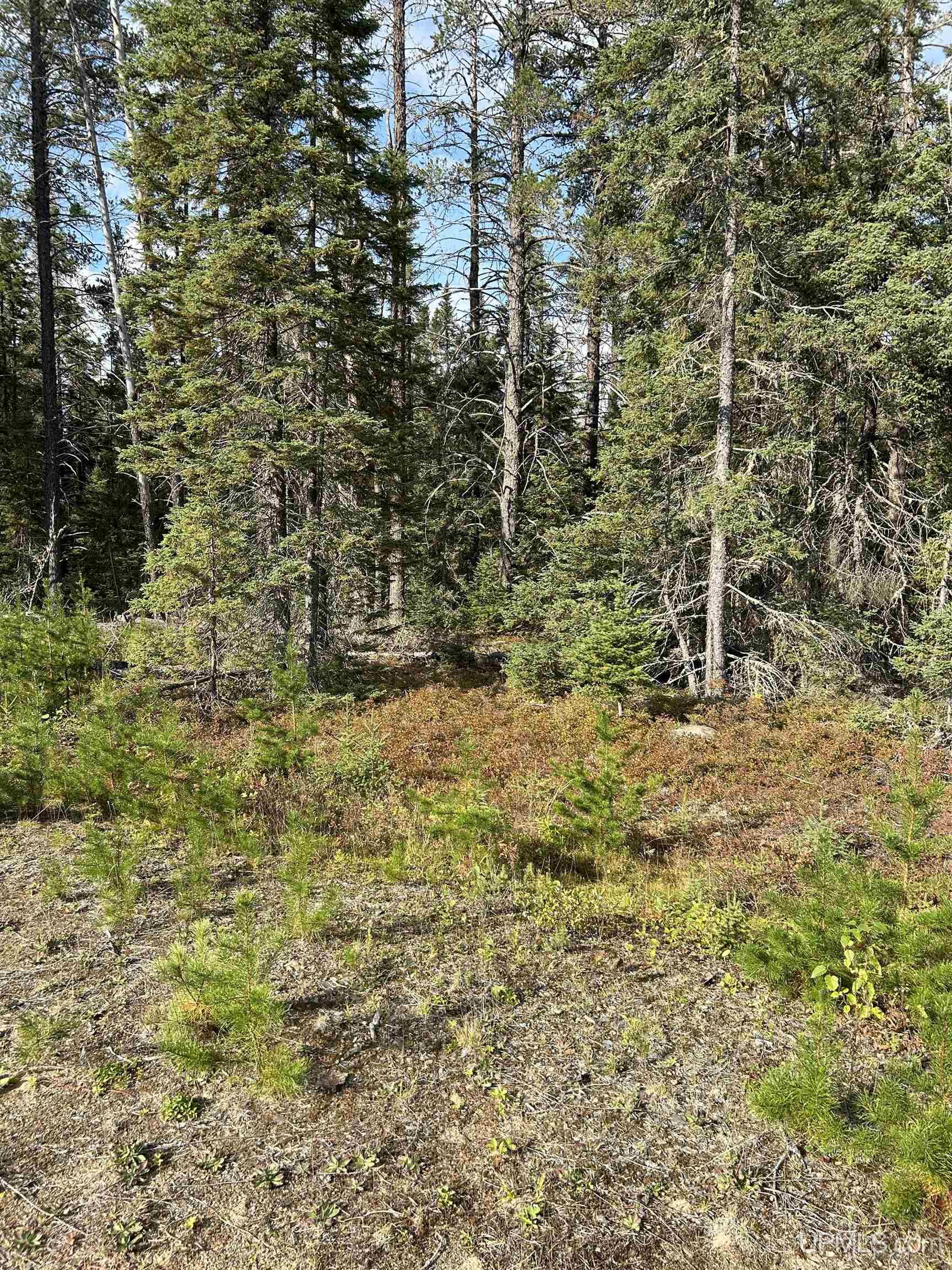 MLS 50155537 Large photo number 3 