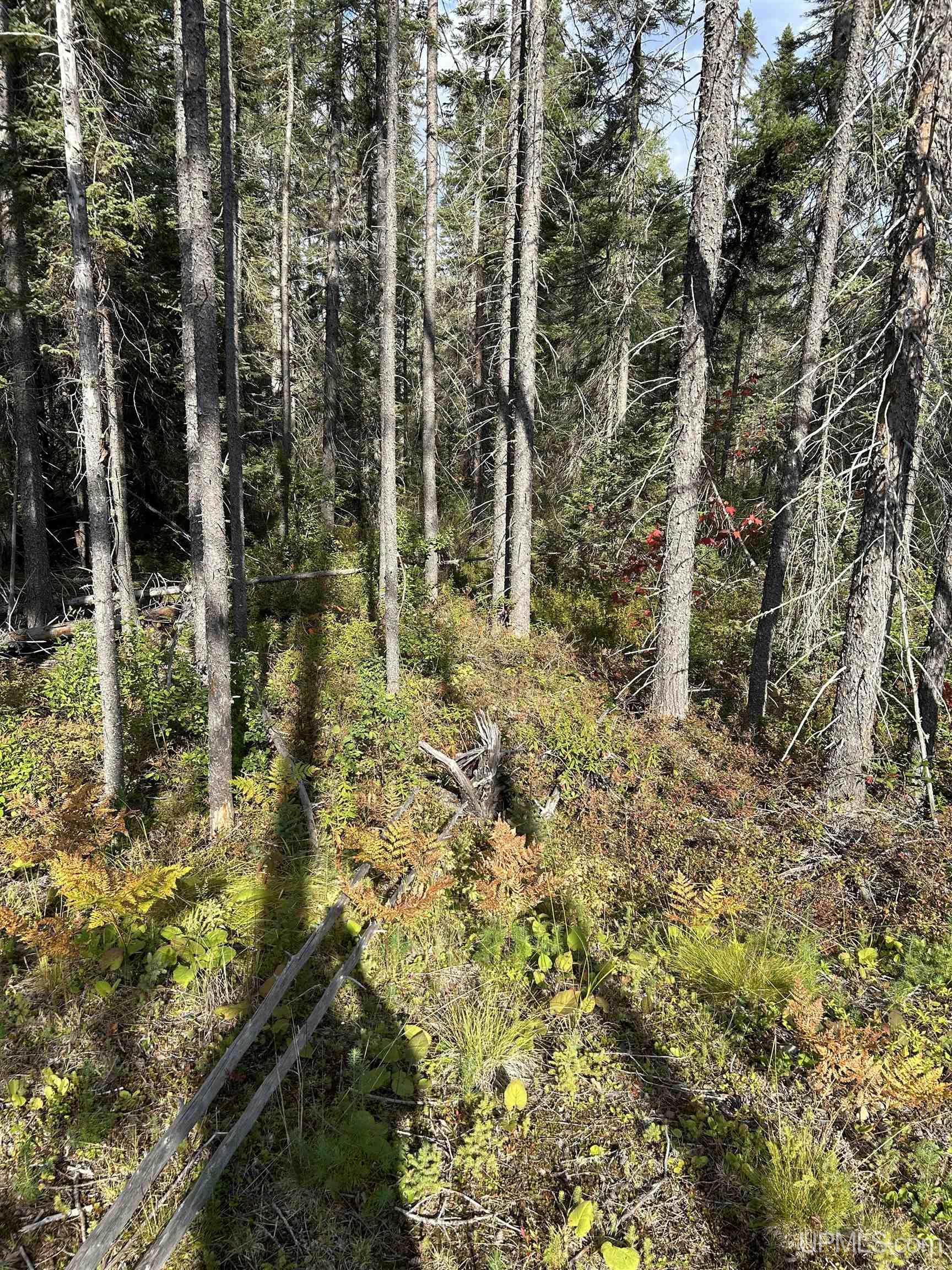 MLS 50155537 Large photo number 7 