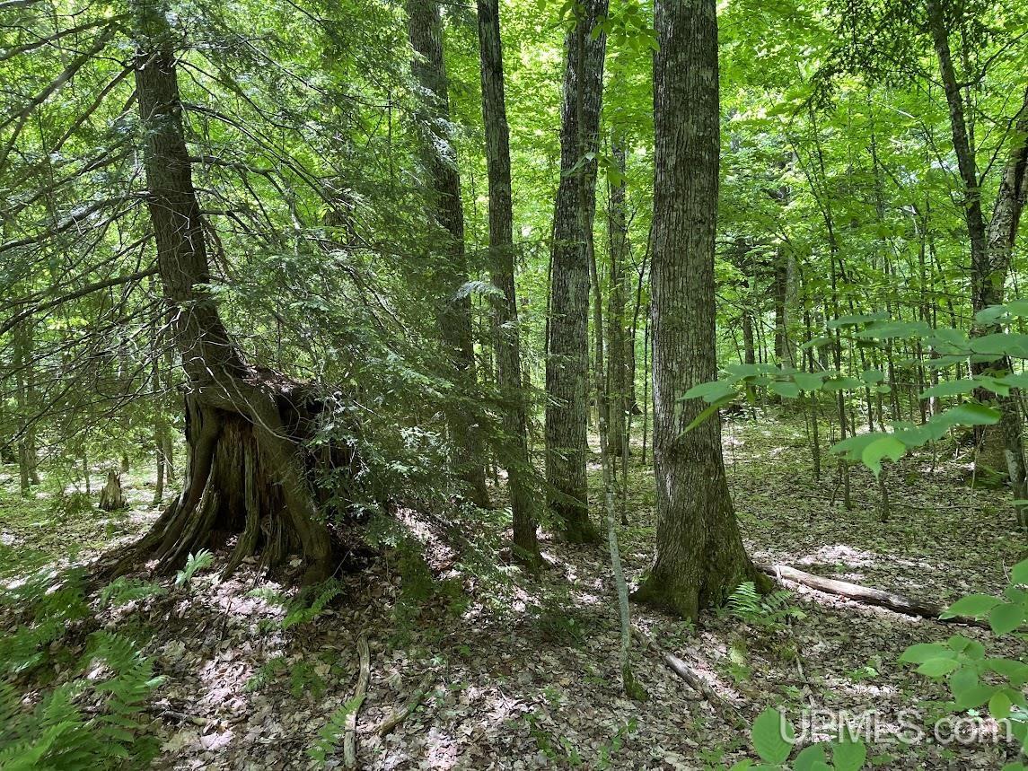 MLS 50156767 Large photo number 11 