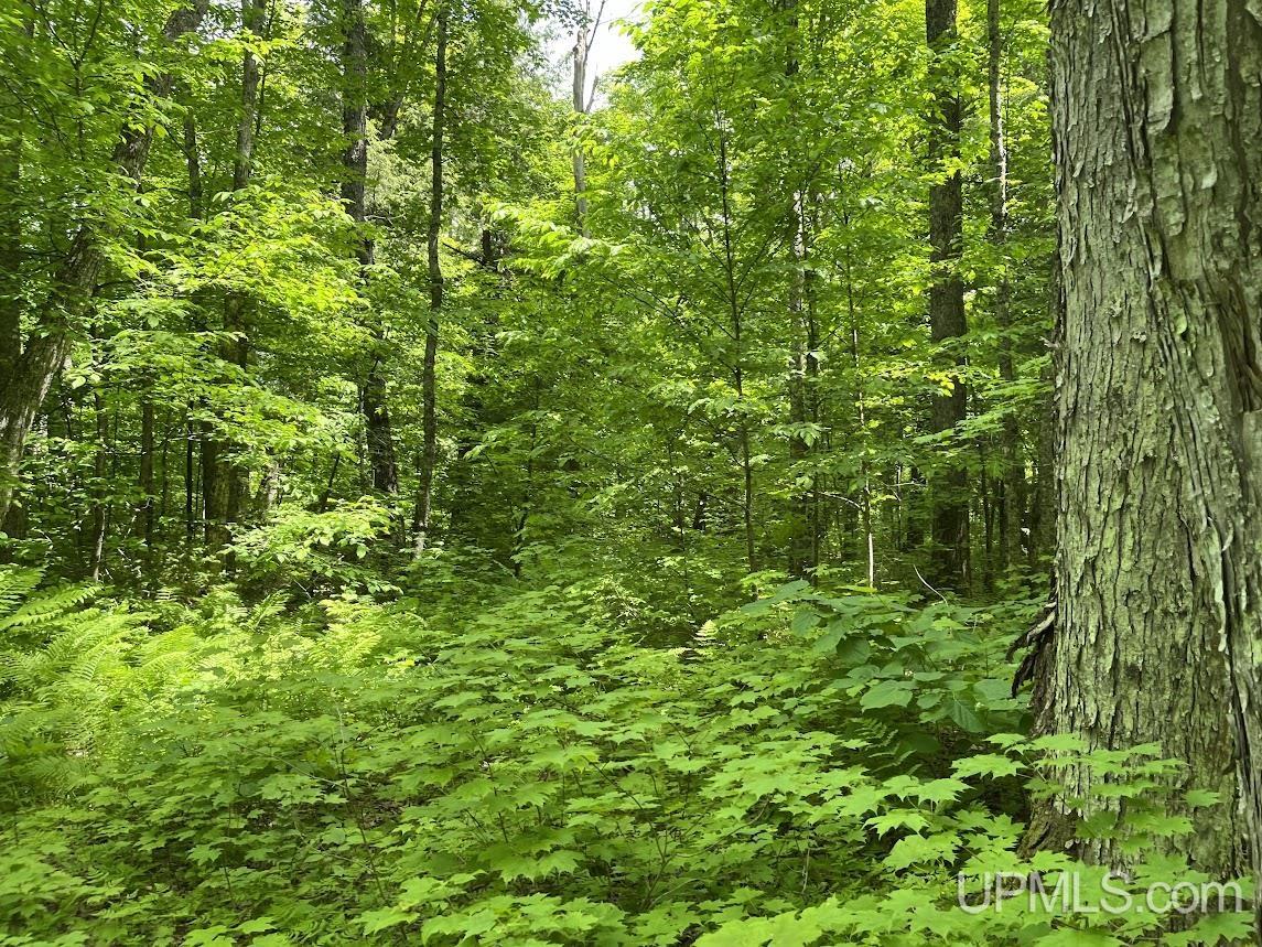 MLS 50156767 Large photo number 20 
