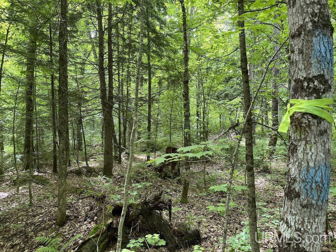 MLS 50156767 Large photo number 3 