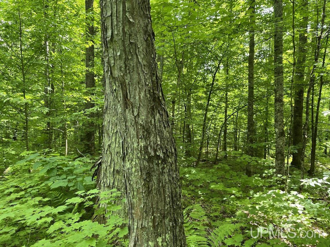 MLS 50156767 Large photo number 21 