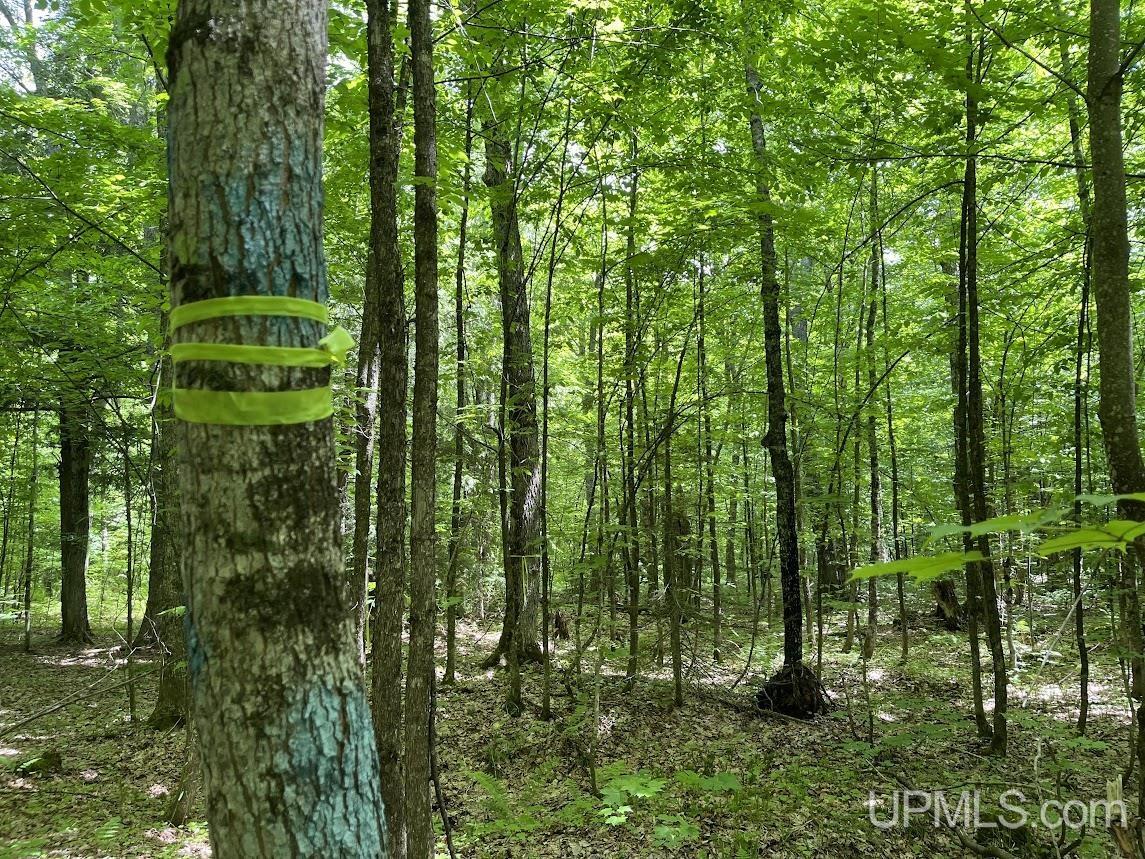 MLS 50156767 Large photo number 4 