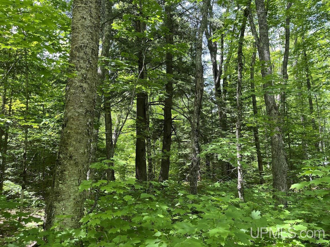 MLS 50156767 Large photo number 31 