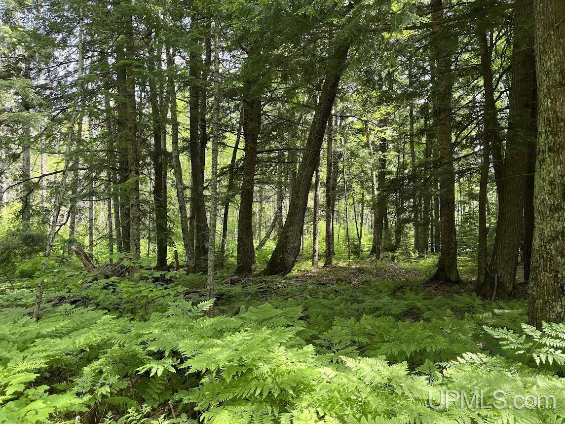 MLS 50156767 Large photo number 33 