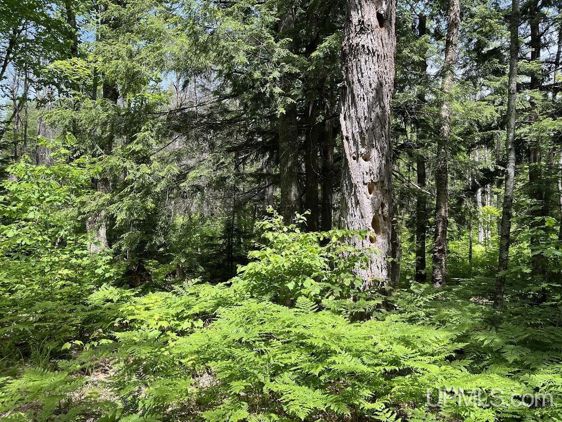 MLS 50156767 Large photo number 35 