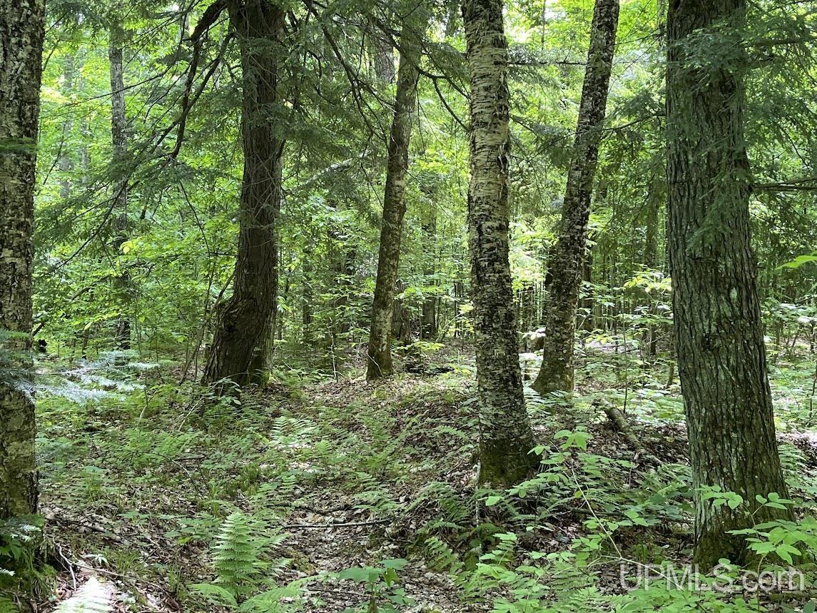 MLS 50156767 Large photo number 38 