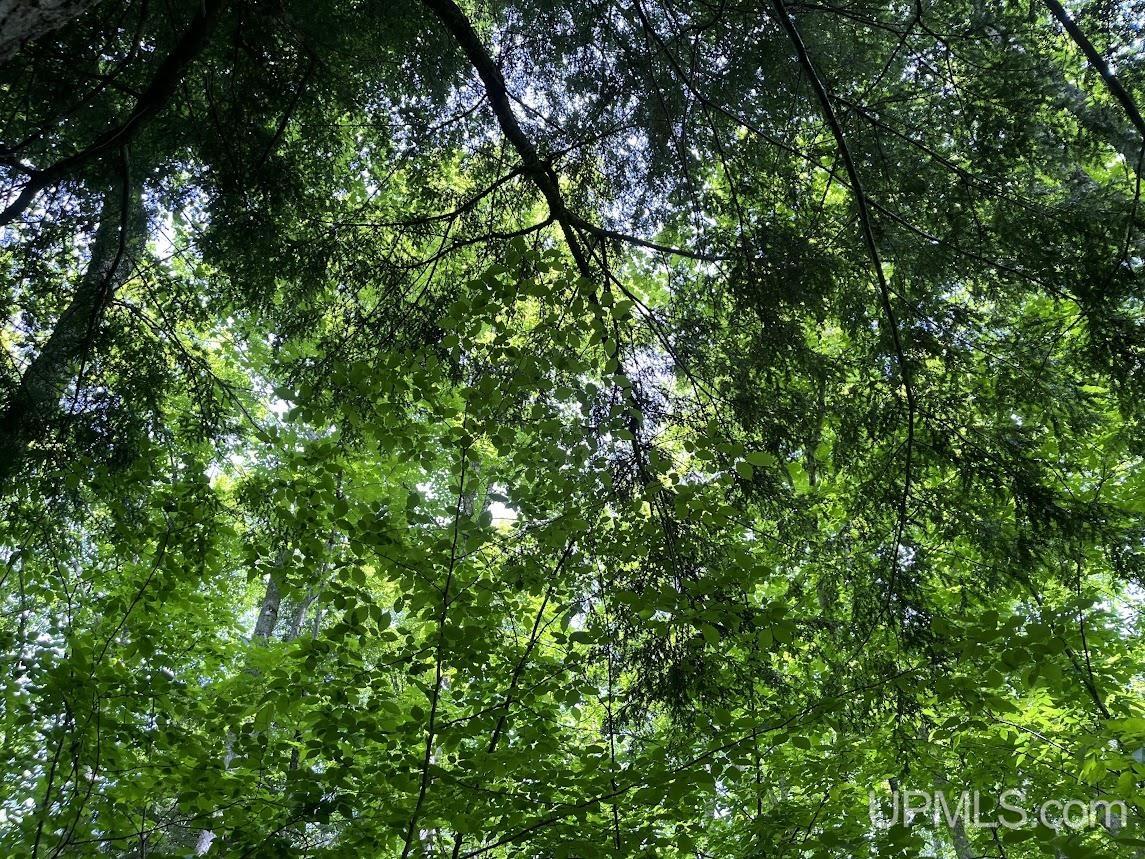 MLS 50156767 Large photo number 9 