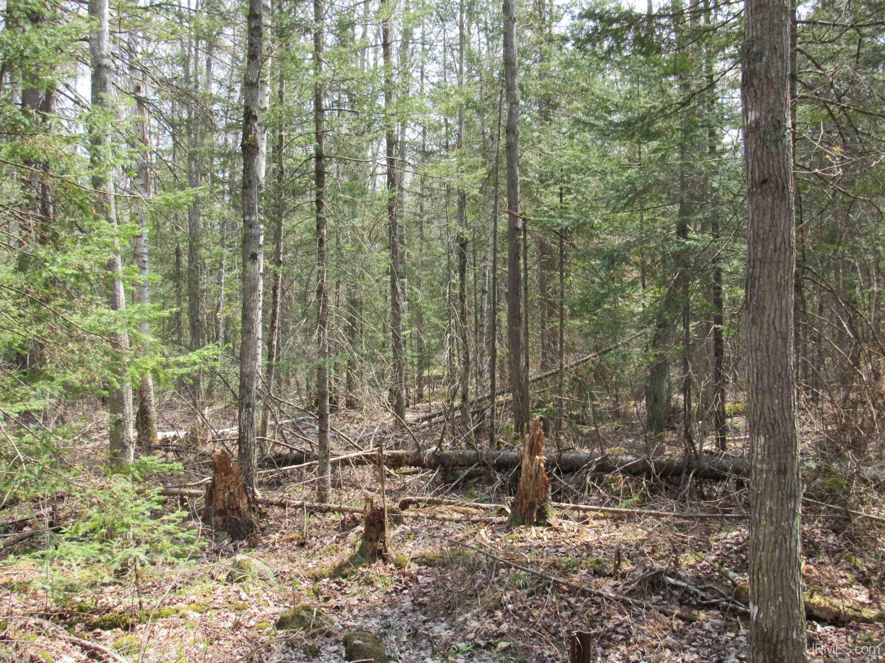 MLS 50157048 Large photo number 12 