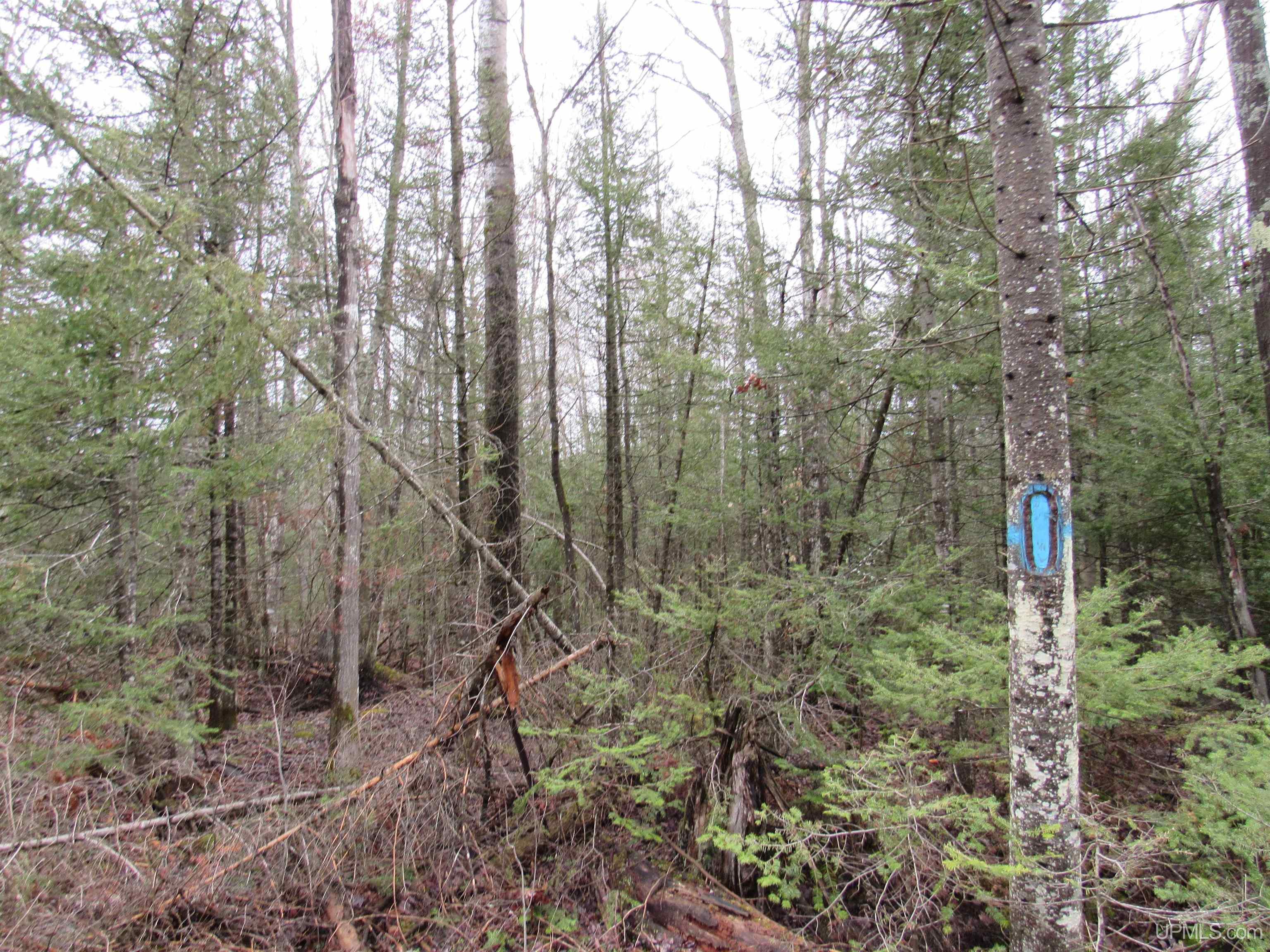 MLS 50157048 Large photo number 21 
