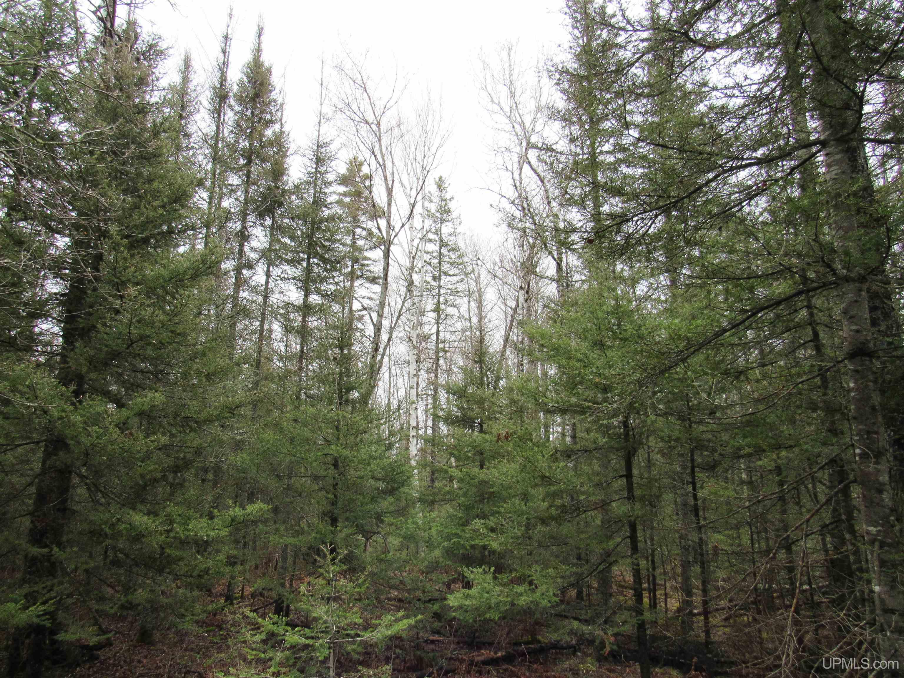 MLS 50157048 Large photo number 6 