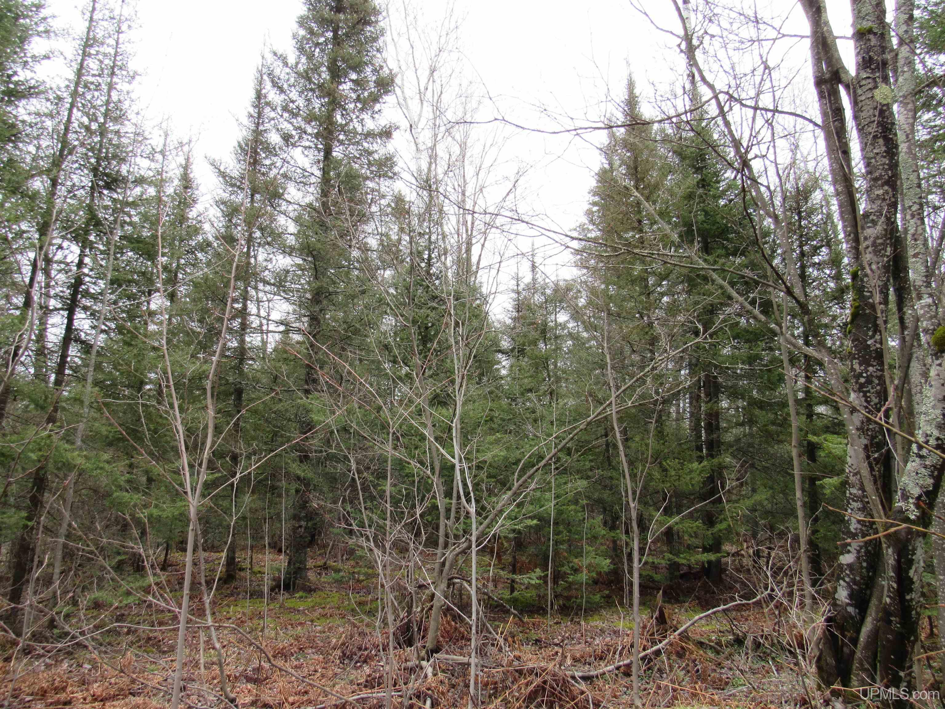 MLS 50157048 Large photo number 9 