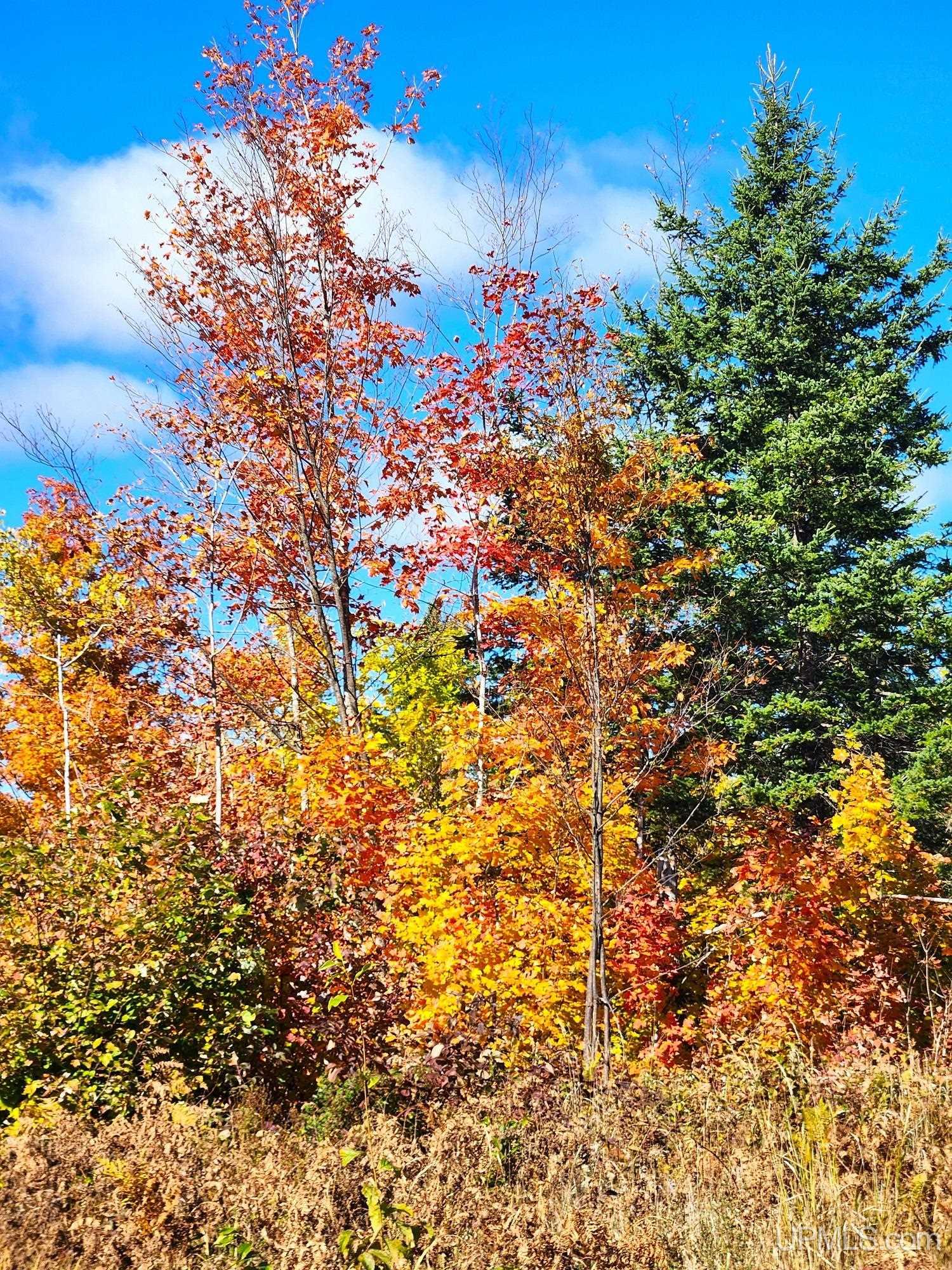 MLS 50157690 Large photo number 5 
