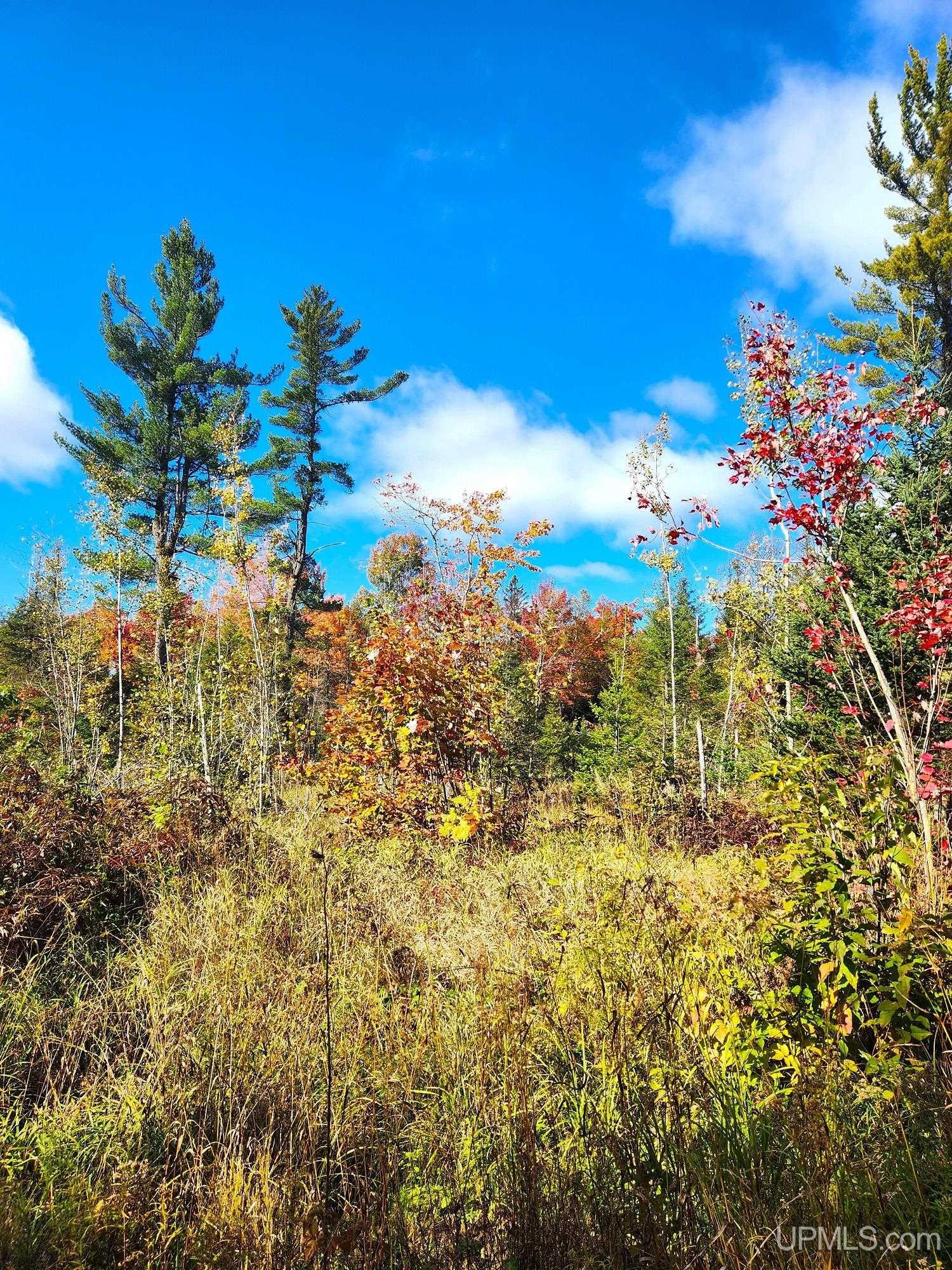MLS 50157690 Large photo number 6 