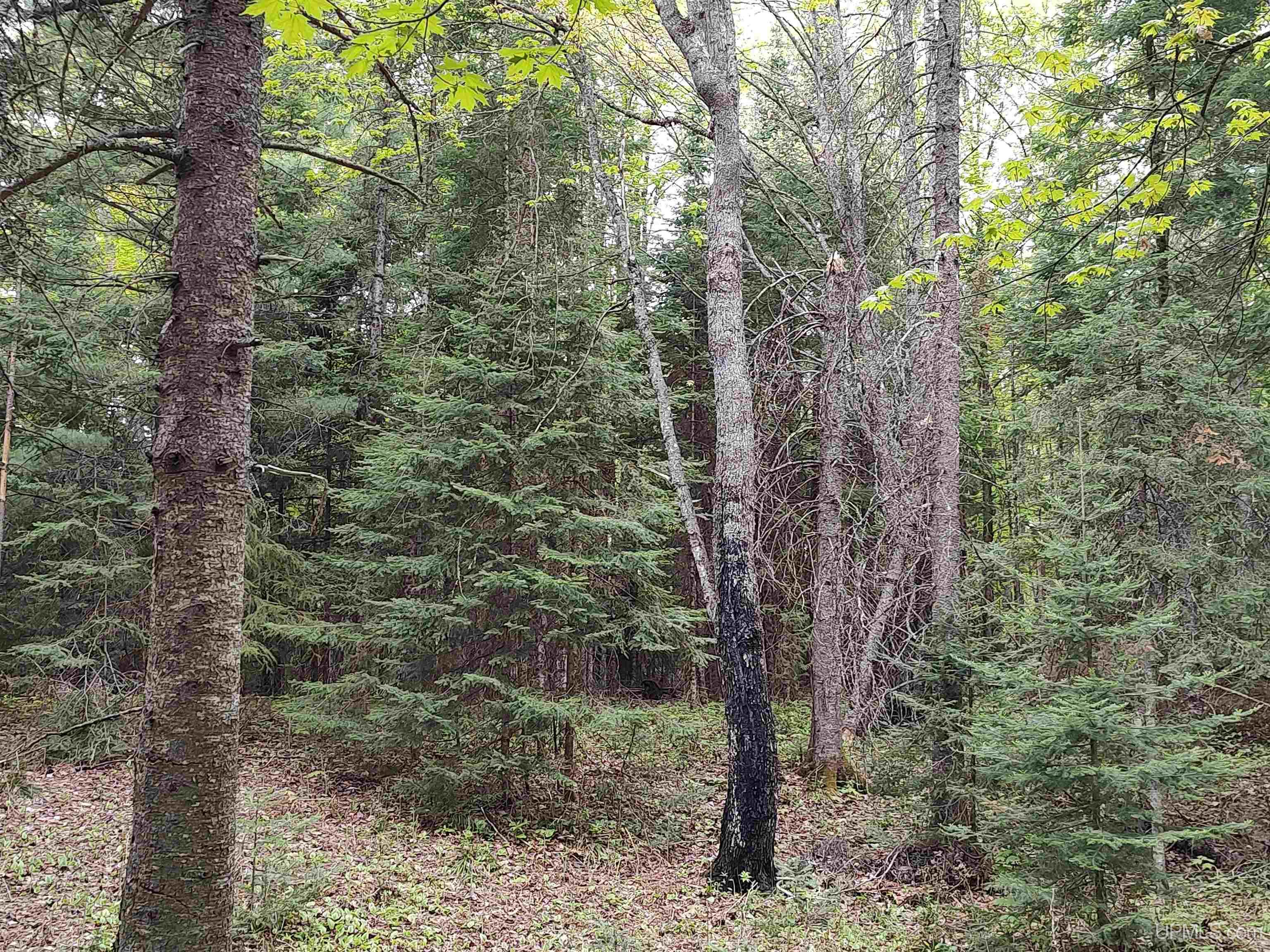 301A-301B Robinson Lake Road, Iron River, MI, 49935