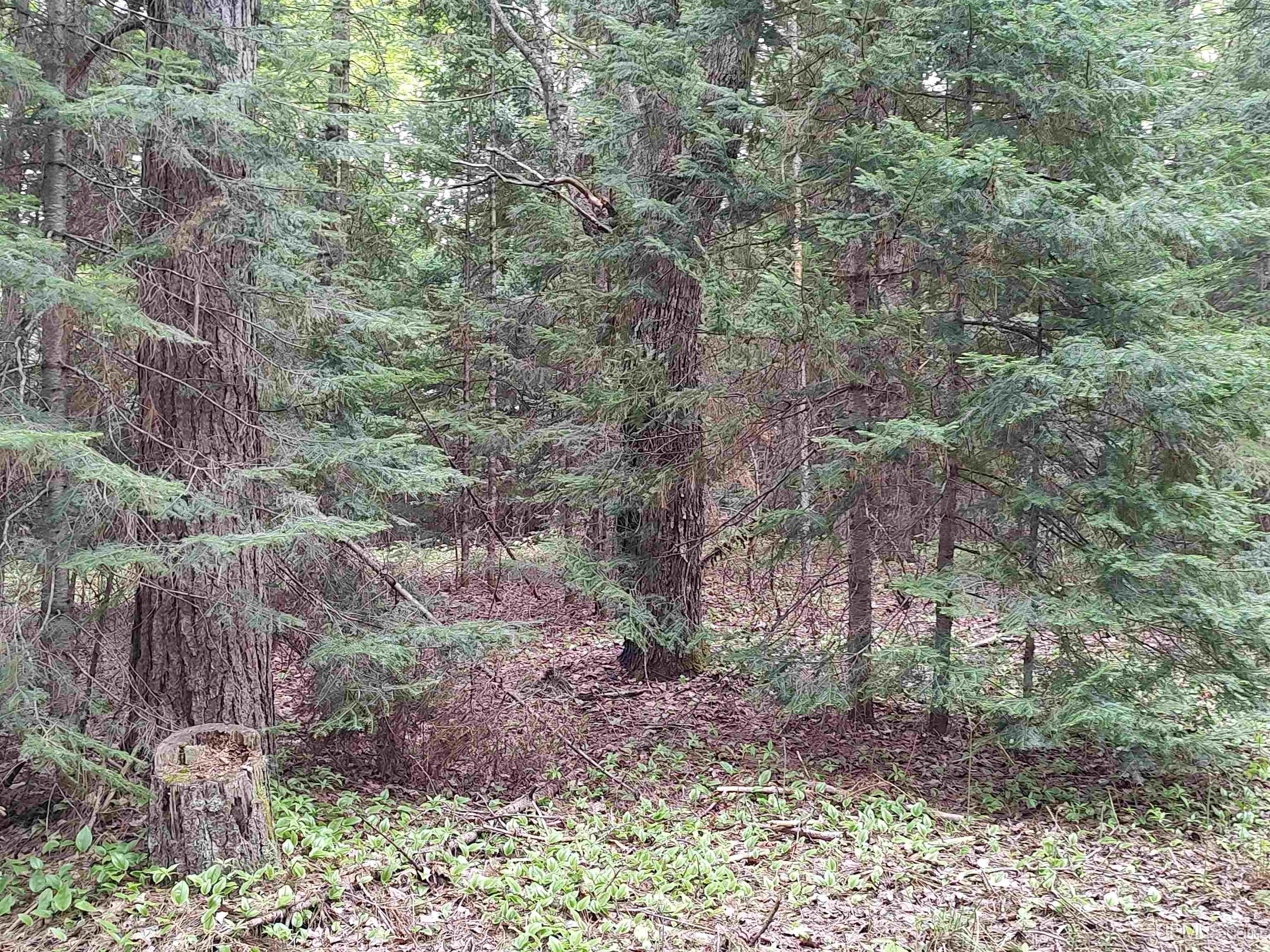301A-301B Robinson Lake Road, Iron River, MI, 49935
