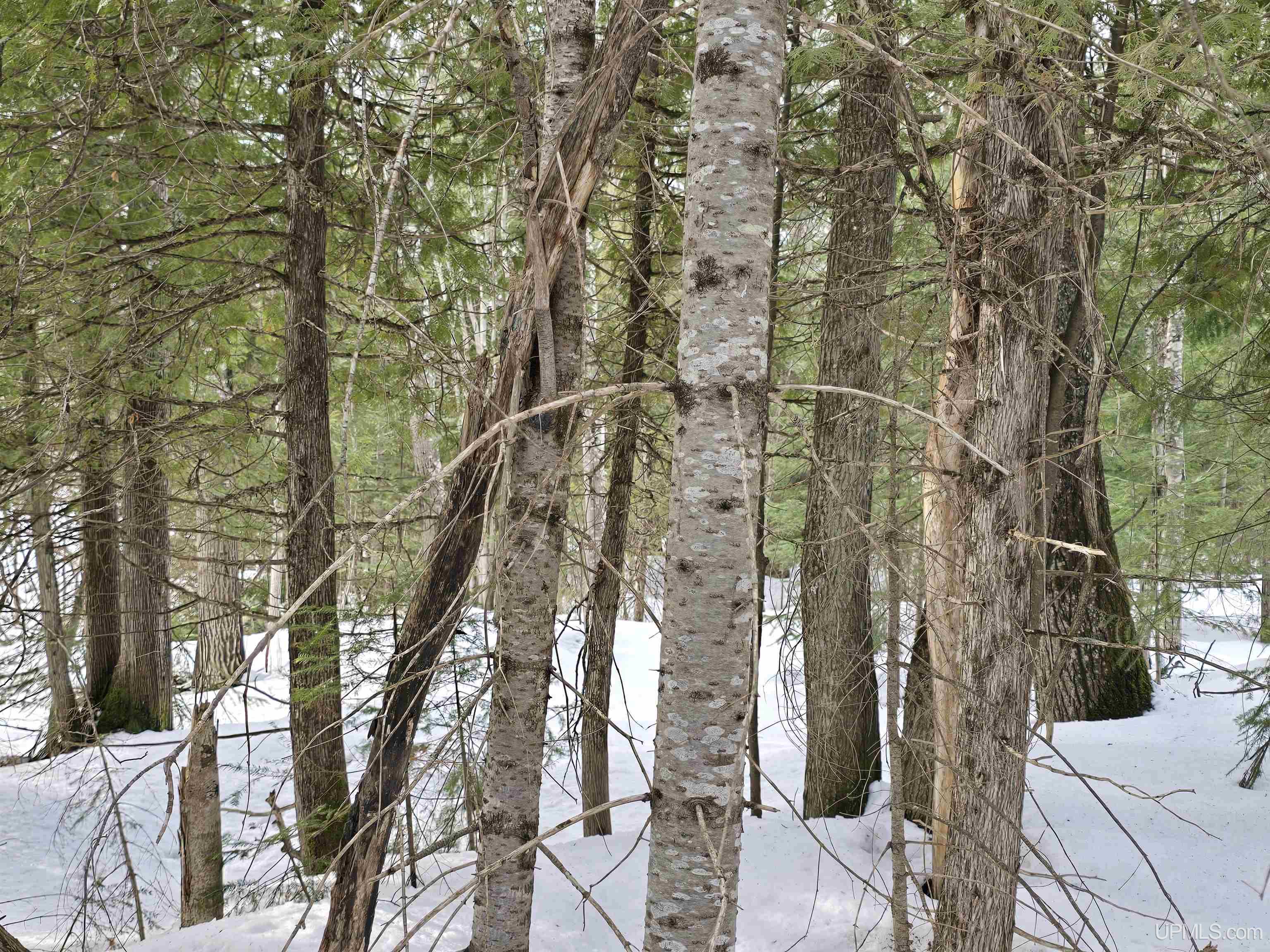 MLS 50170546 Large photo number 17 