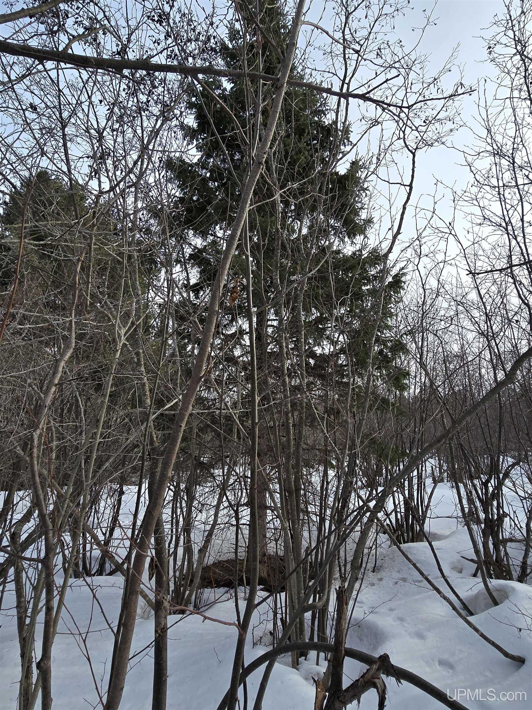 MLS 50170546 Large photo number 22 